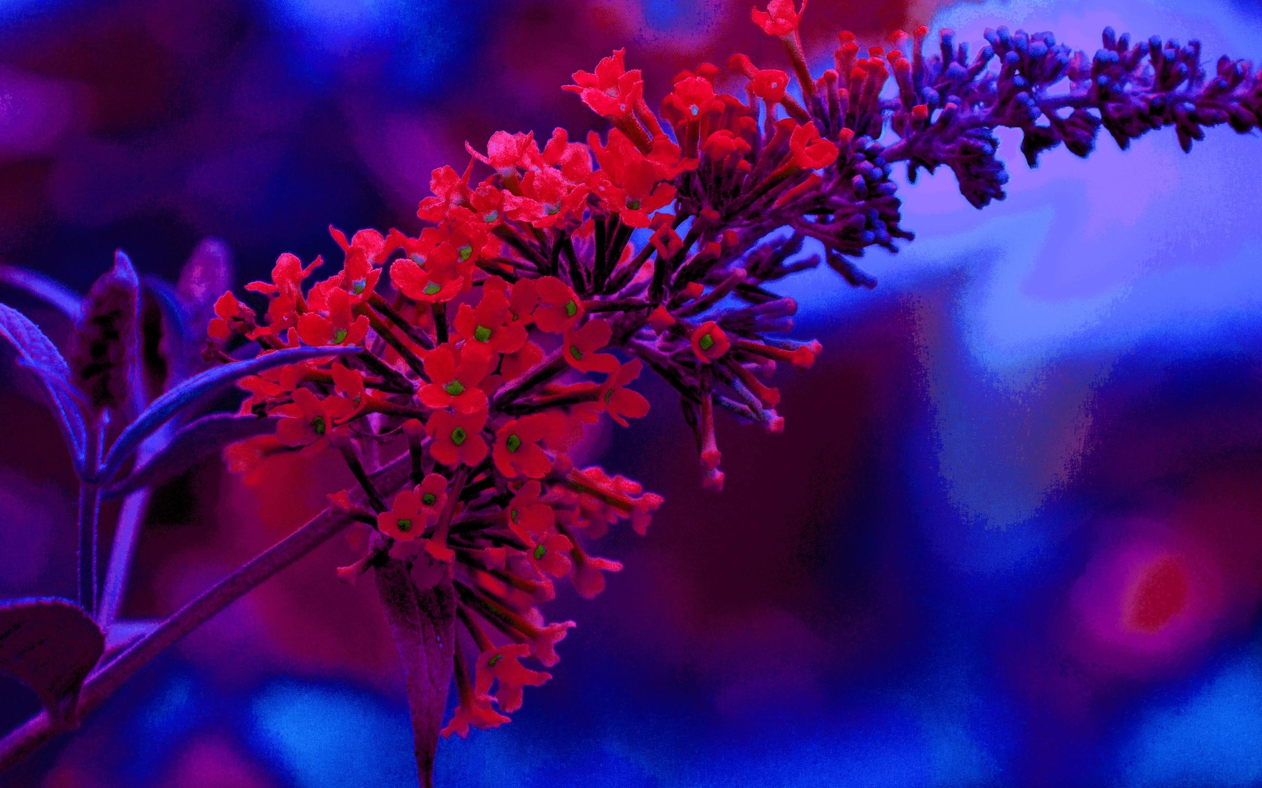 2560x1600 Some red flowers MacBook Air Wallpaper Download