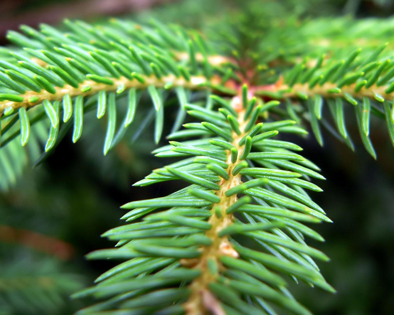 Pine Needles Wallpapers - Top Free Pine Needles Backgrounds ...