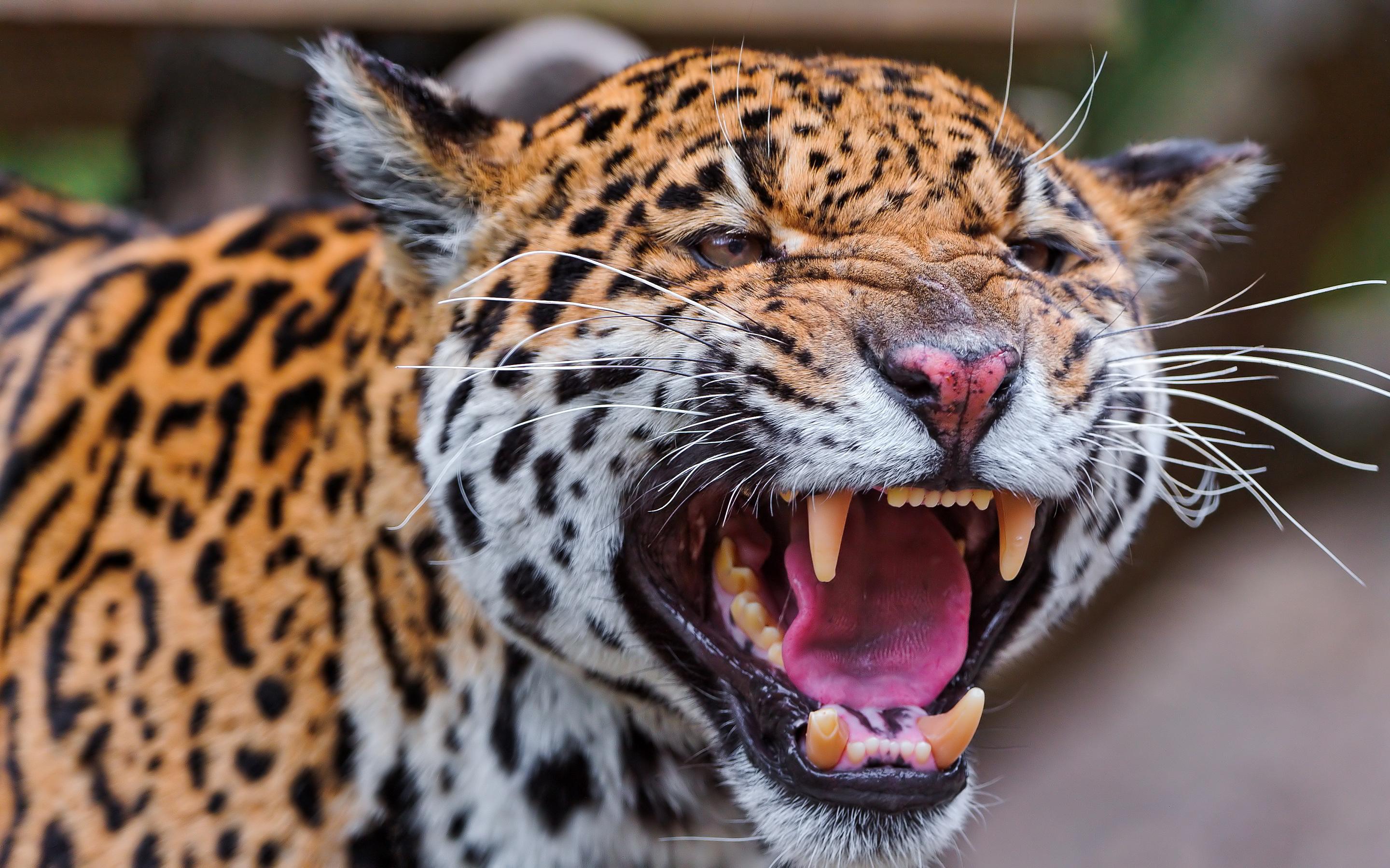 2880x1800 Angry leopard fangs wallpaperx1800