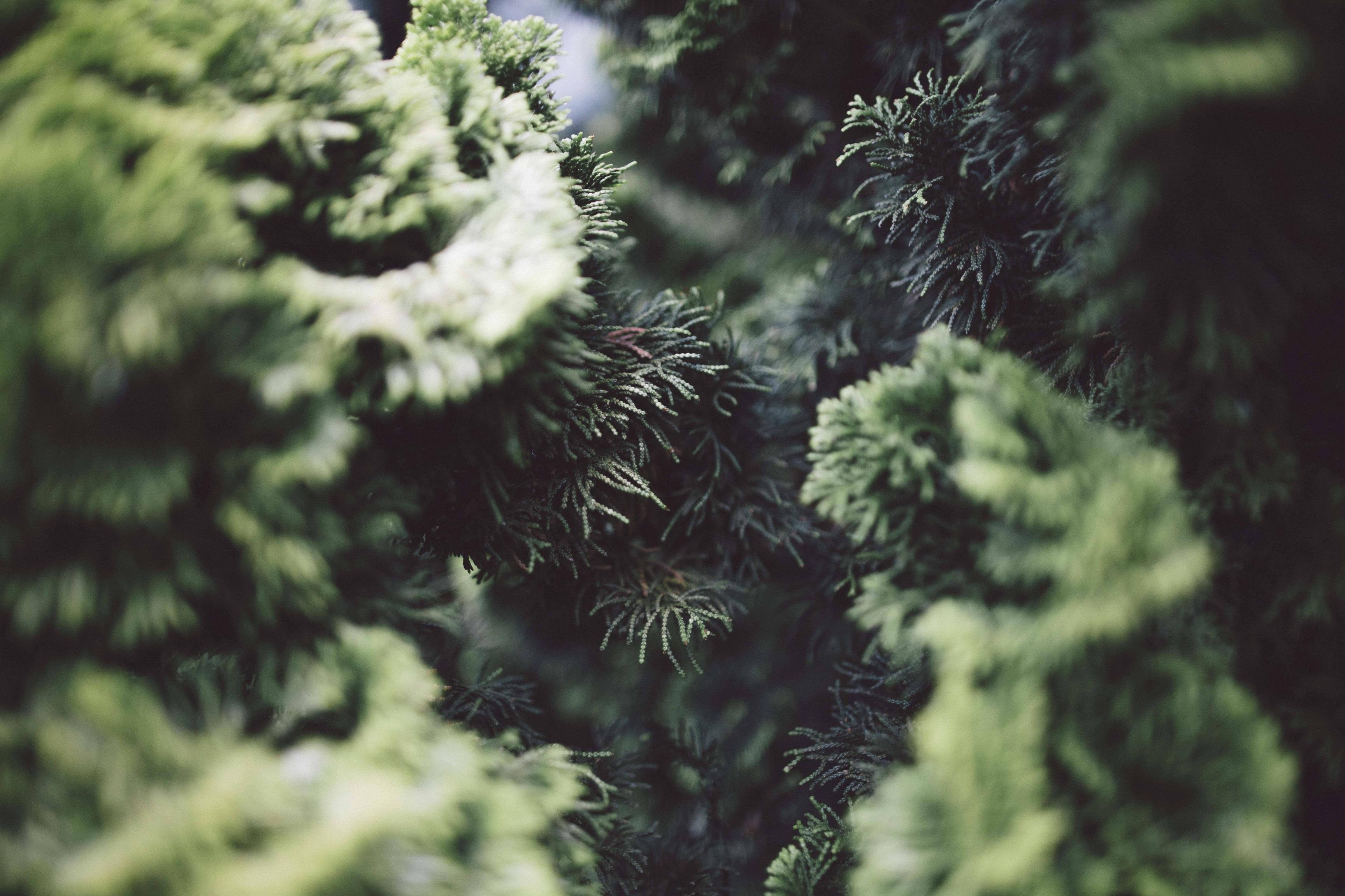 Pine Needles Wallpapers - Top Free Pine Needles Backgrounds