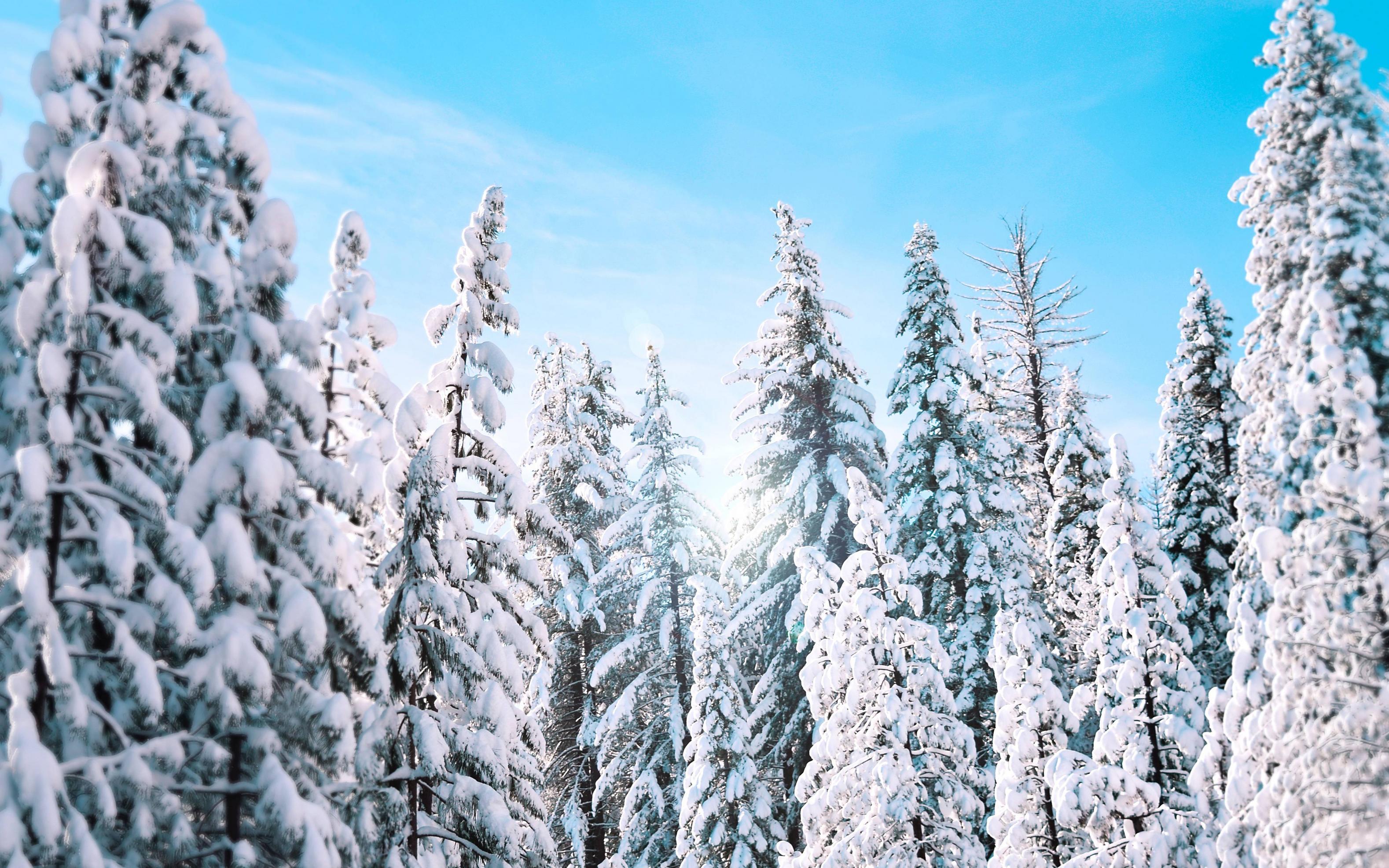 3156x1973 Sunny Winter Pine Trees 4K Wallpaper