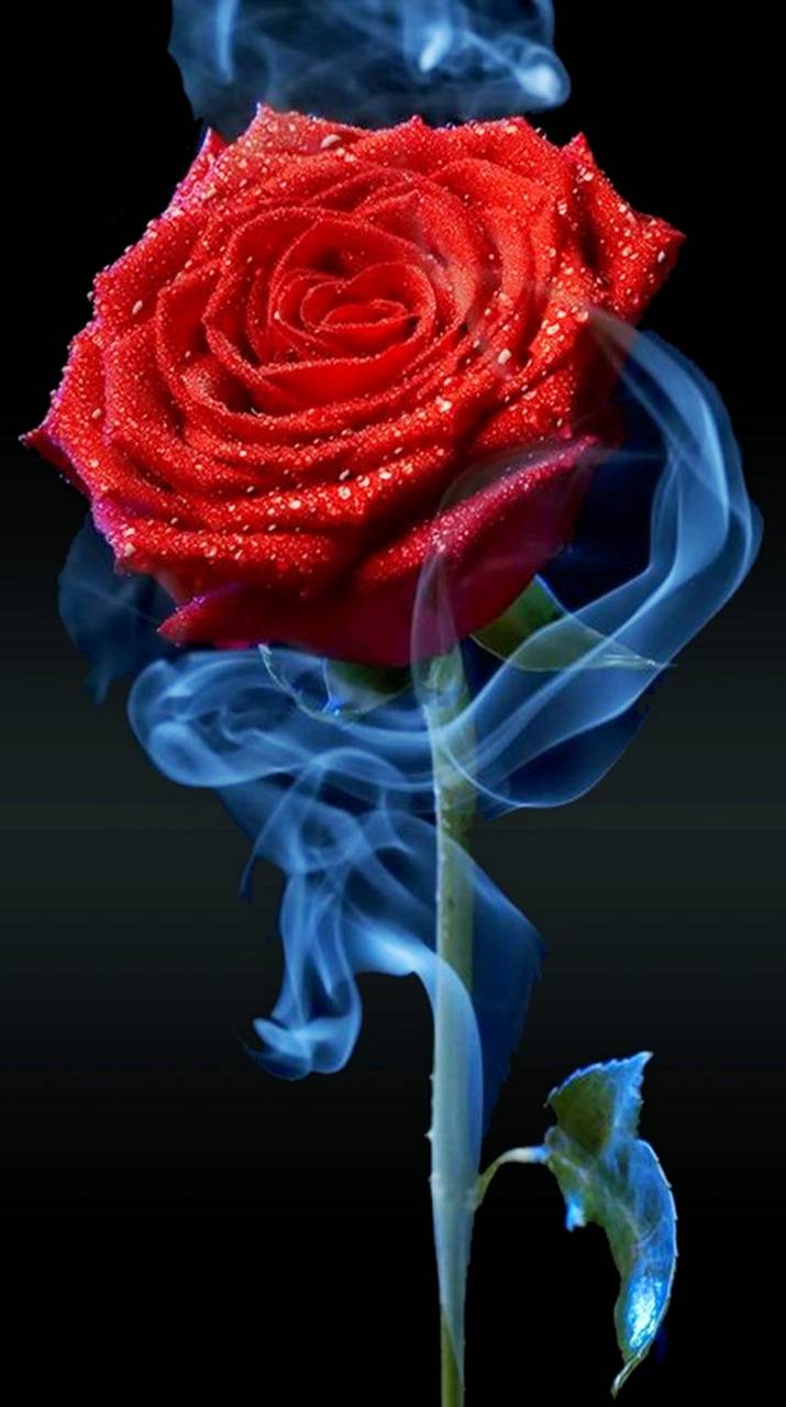 715x1280 [ HQ ] Red Rose Wallpaper, Image [ Best Collection ] Quotes