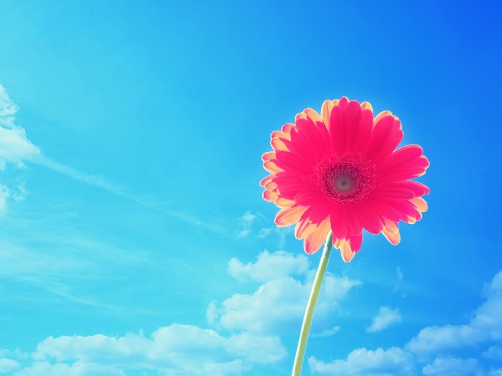 Red and Blue Flower Wallpapers Top Free Red and Blue Flower