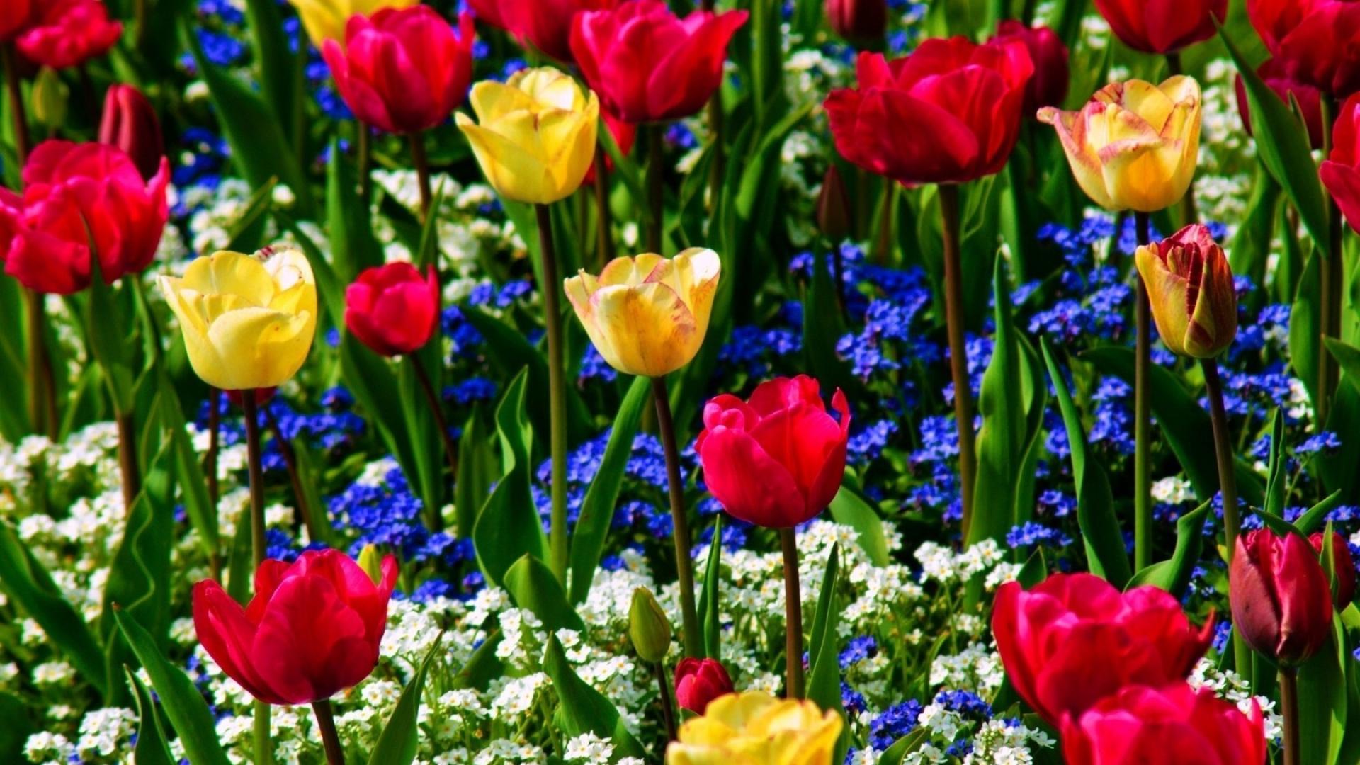 1920x1080 Tulips, Forget Me, Flowers Blue Yellow Flowers HD Wallpaper