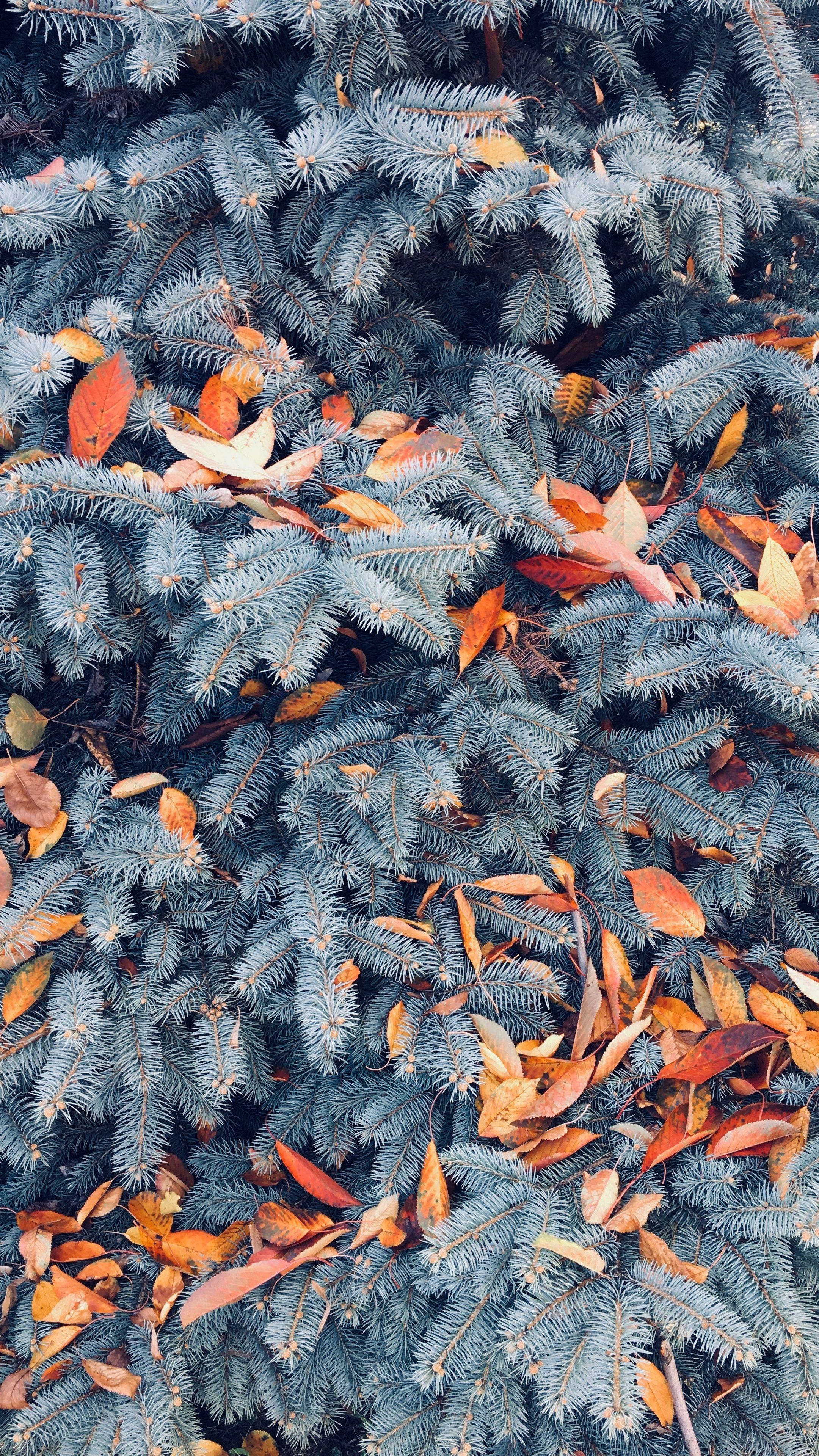 2160x3840 Nature pine, branches, leaves #android #wallpaper k #hd. Android wallpaper nature, Android wallpaper, Android wallpaper girl