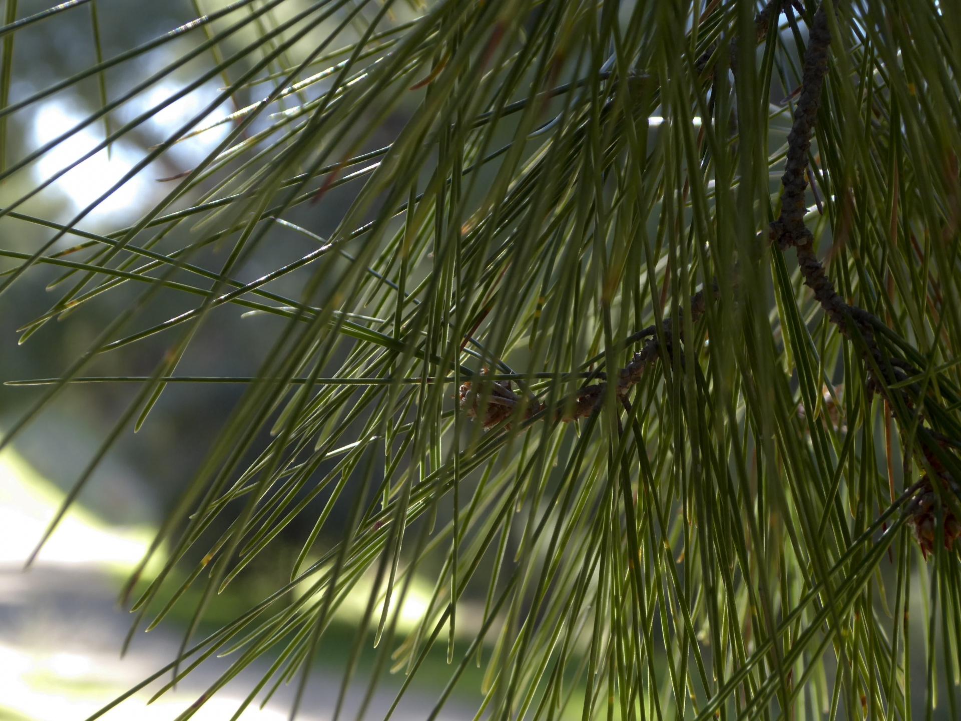 Pine Needles Wallpapers Top Free Pine Needles Backgrounds