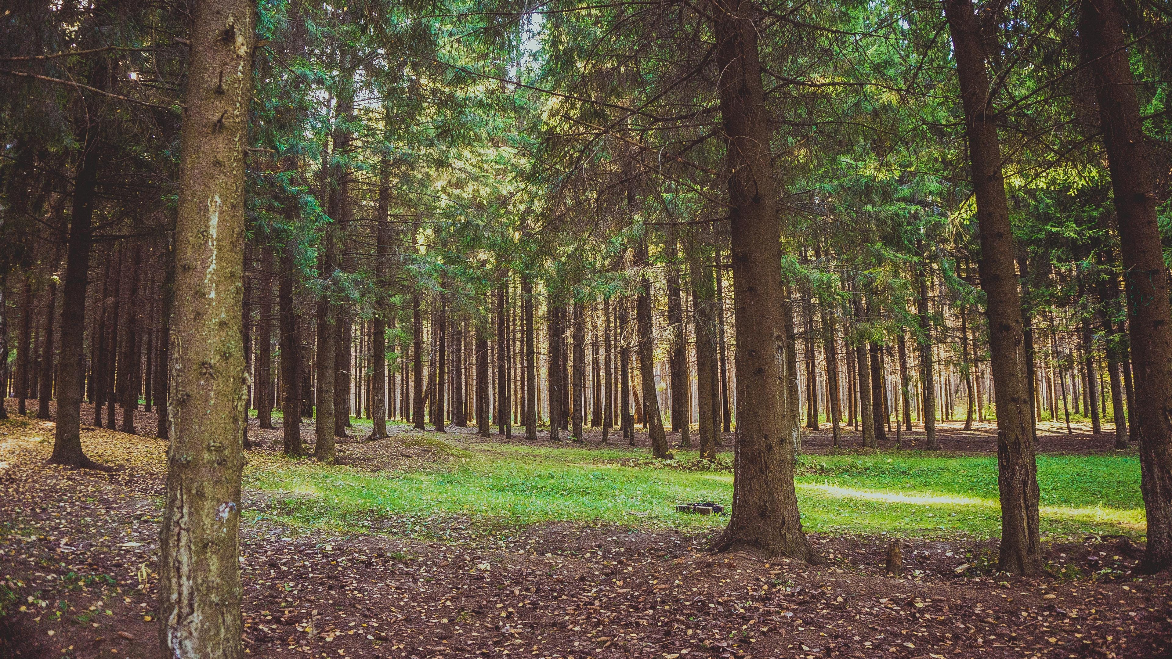 3840x2160 Wallpaper 4k forest, pine, trees 4k Wallpaper