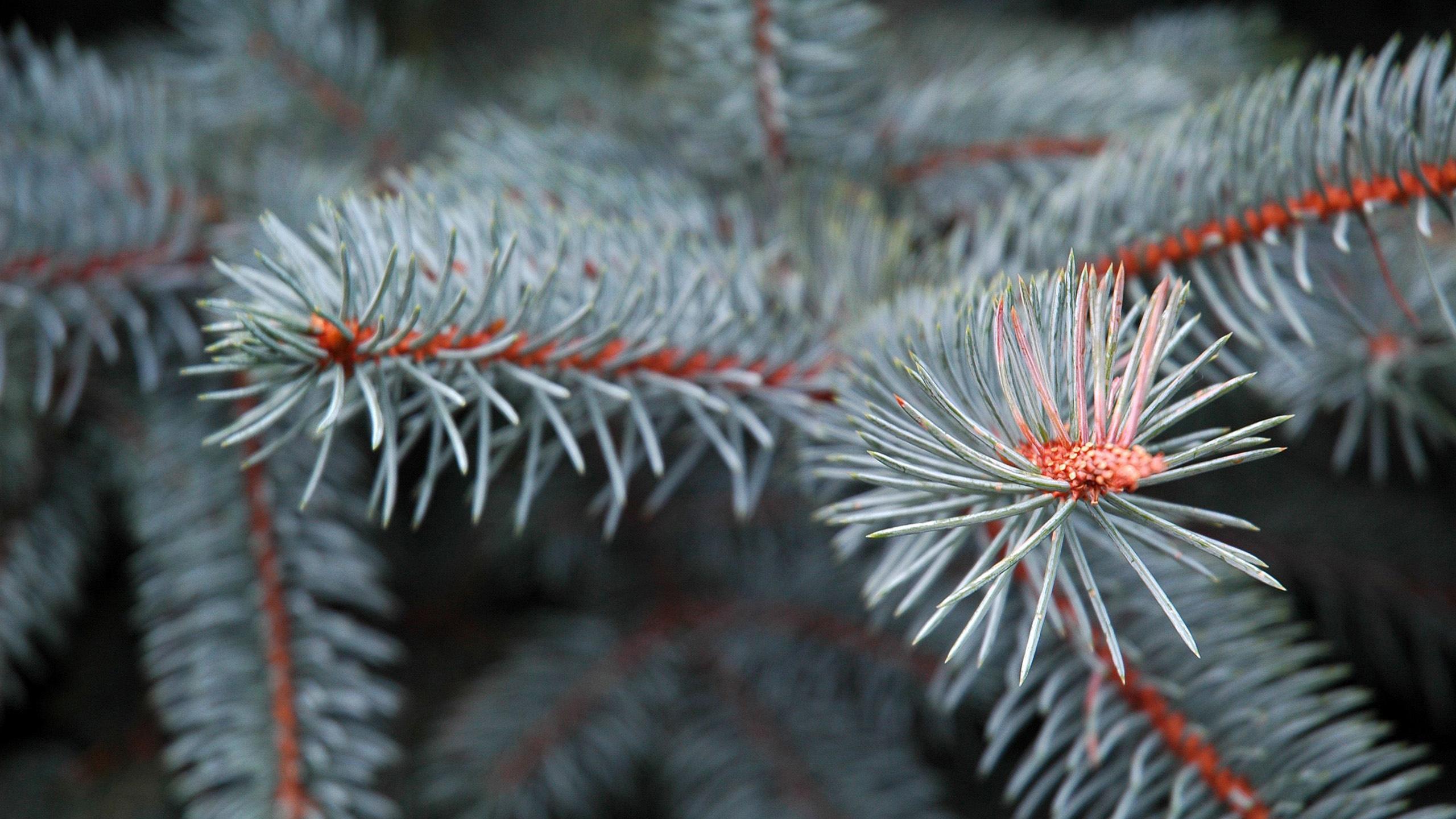 Pine Needles Wallpapers Top Free Pine Needles Backgrounds