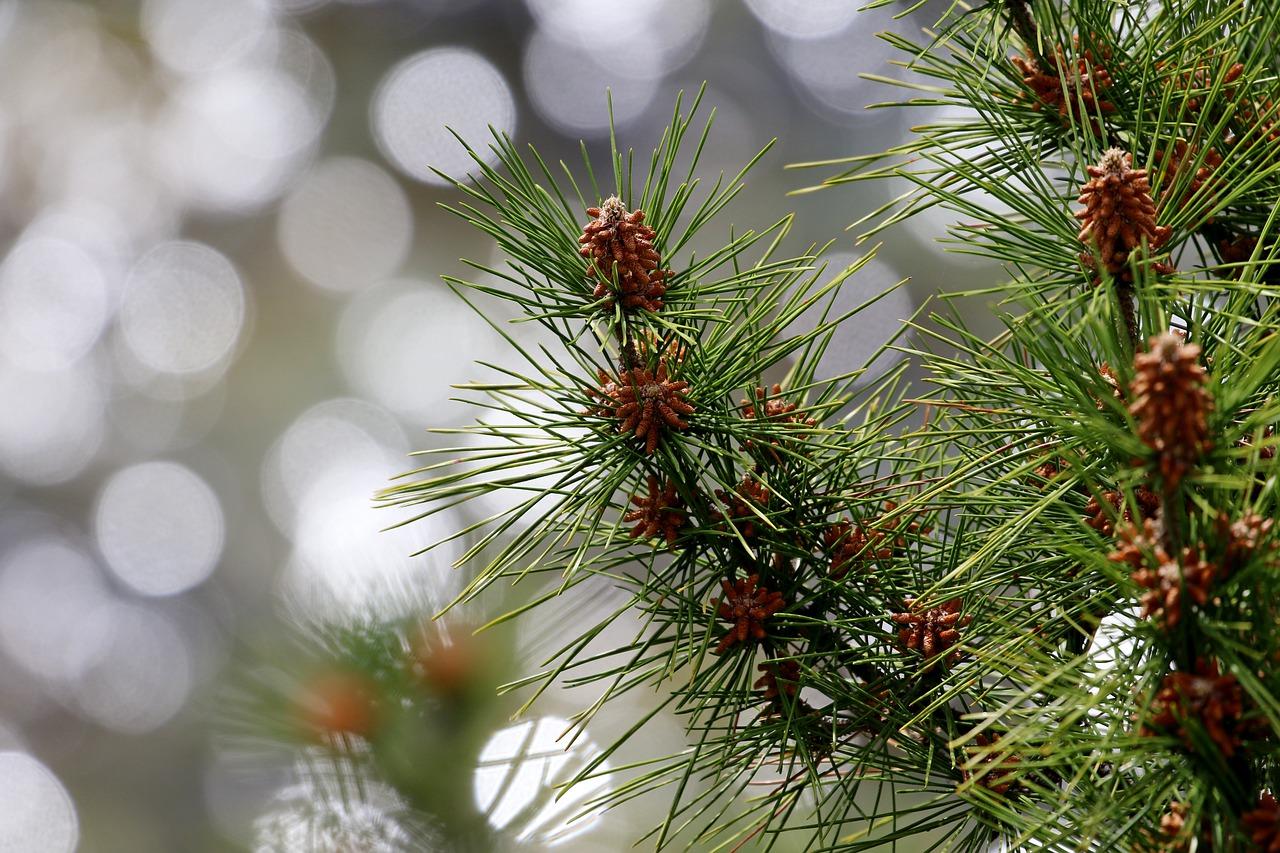 1280x853 Pine Tree Red