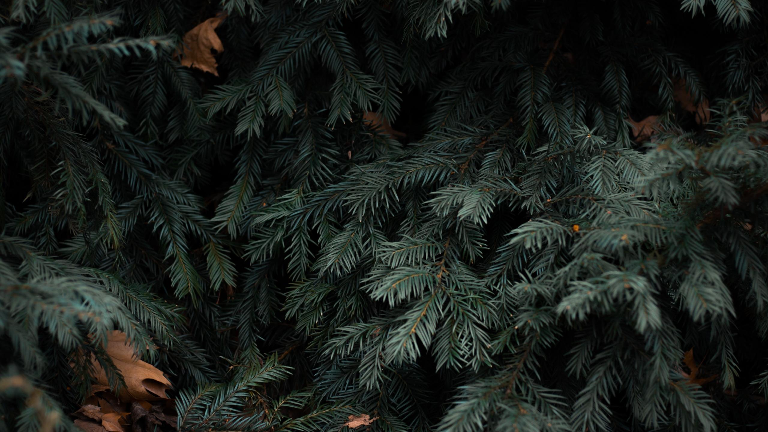 Pine Needles Wallpapers - Top Free Pine Needles Backgrounds