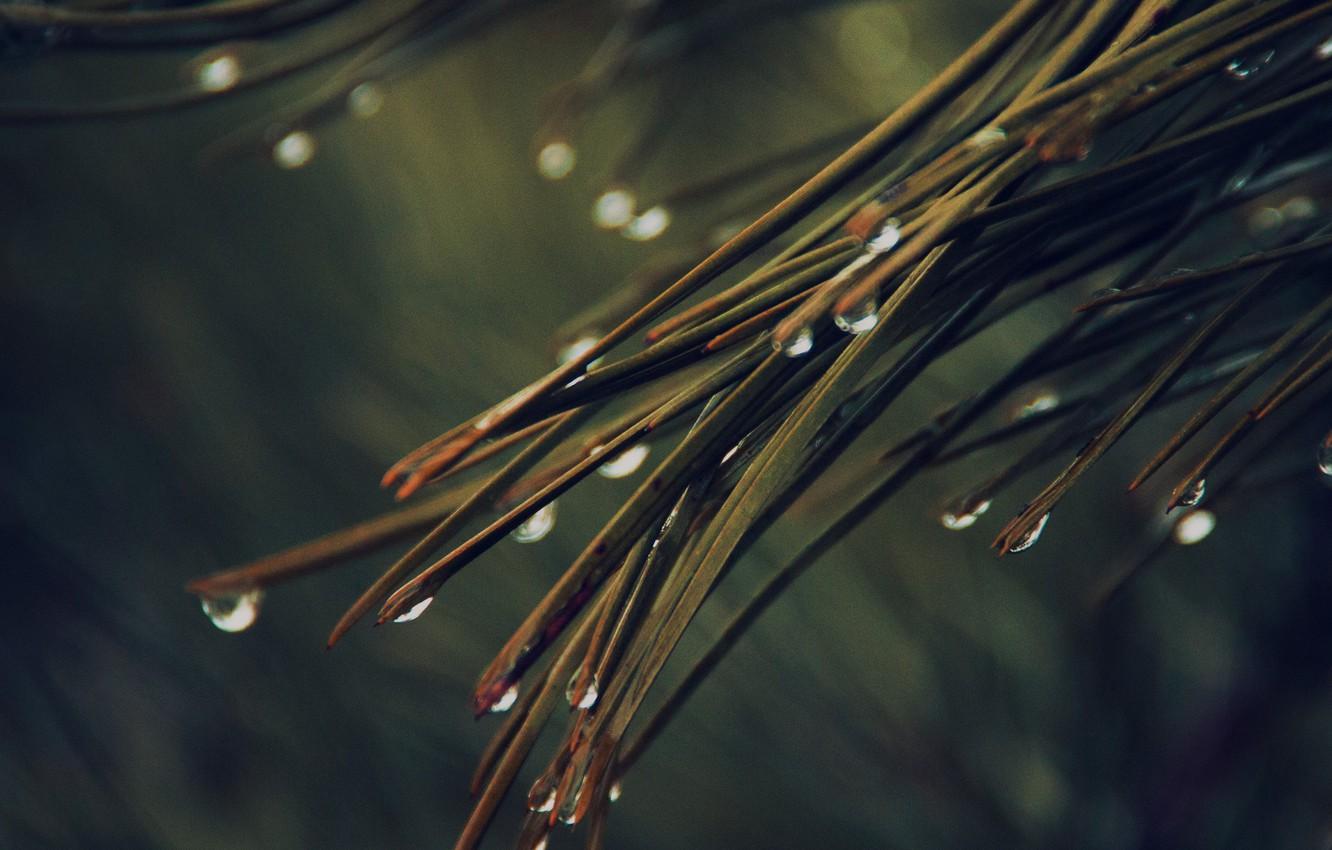 1332x850 Wallpaper rain, nature, tree, drops, dark green, pine, needles image for desktop, section макро