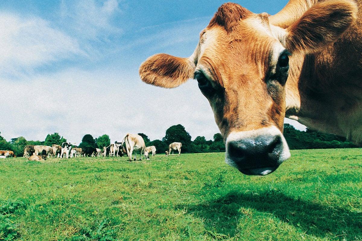 Cattle Ranch Wallpapers - Top Free Cattle Ranch Backgrounds