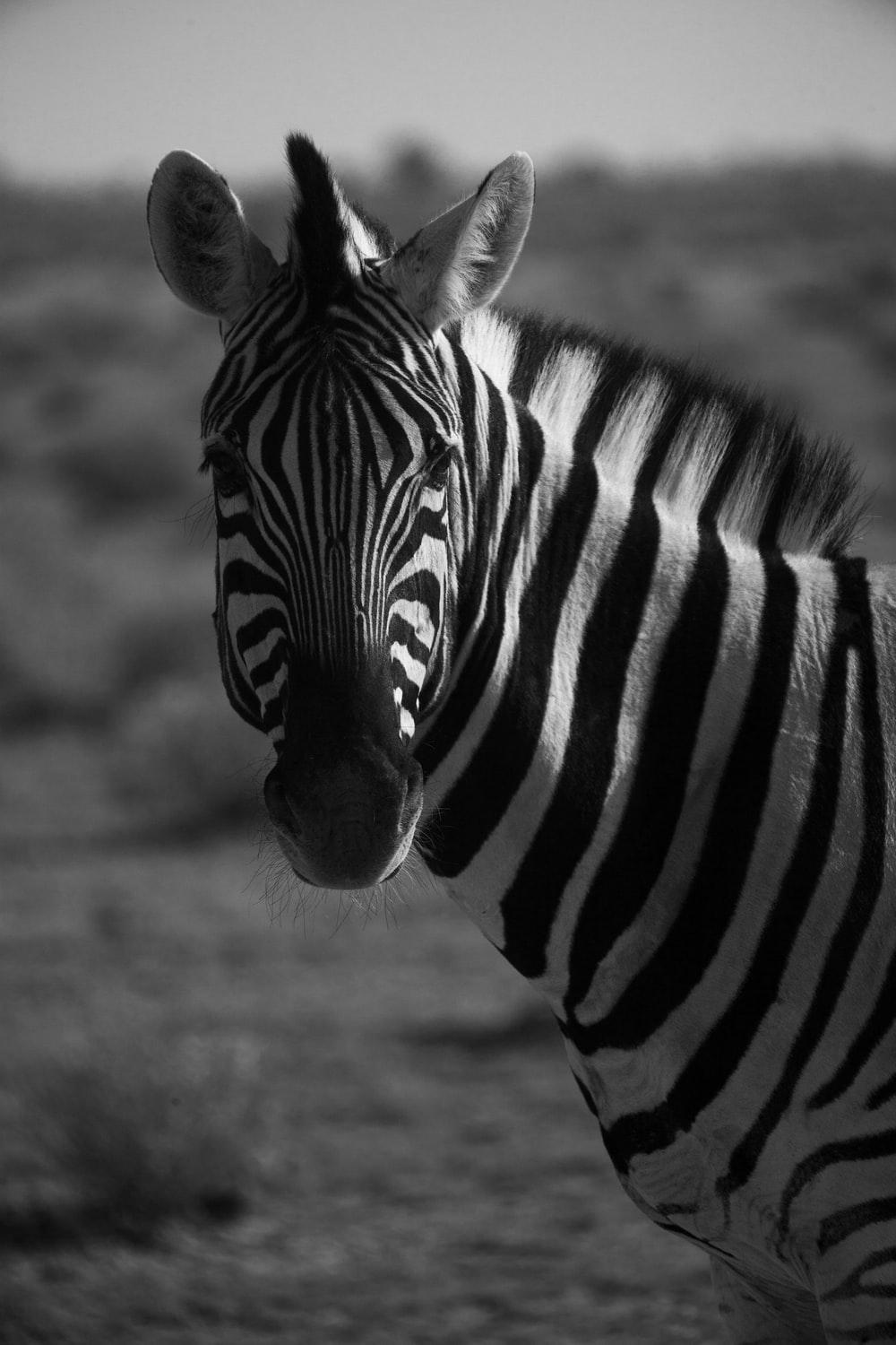 1000x1500 Zebra Picture. Download Free Image