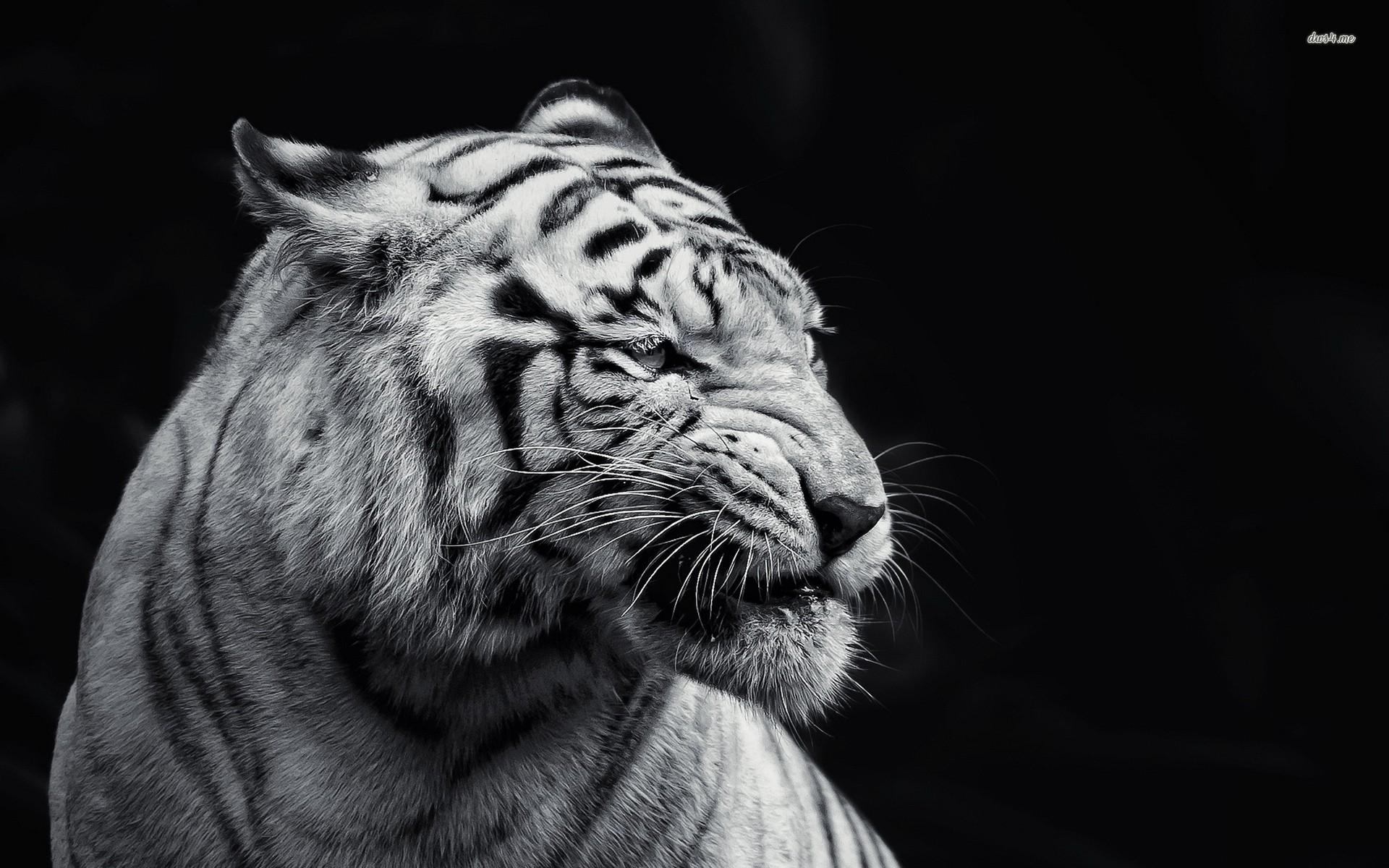 1920x1200 HD and QHD beautiful black and white wallpaper