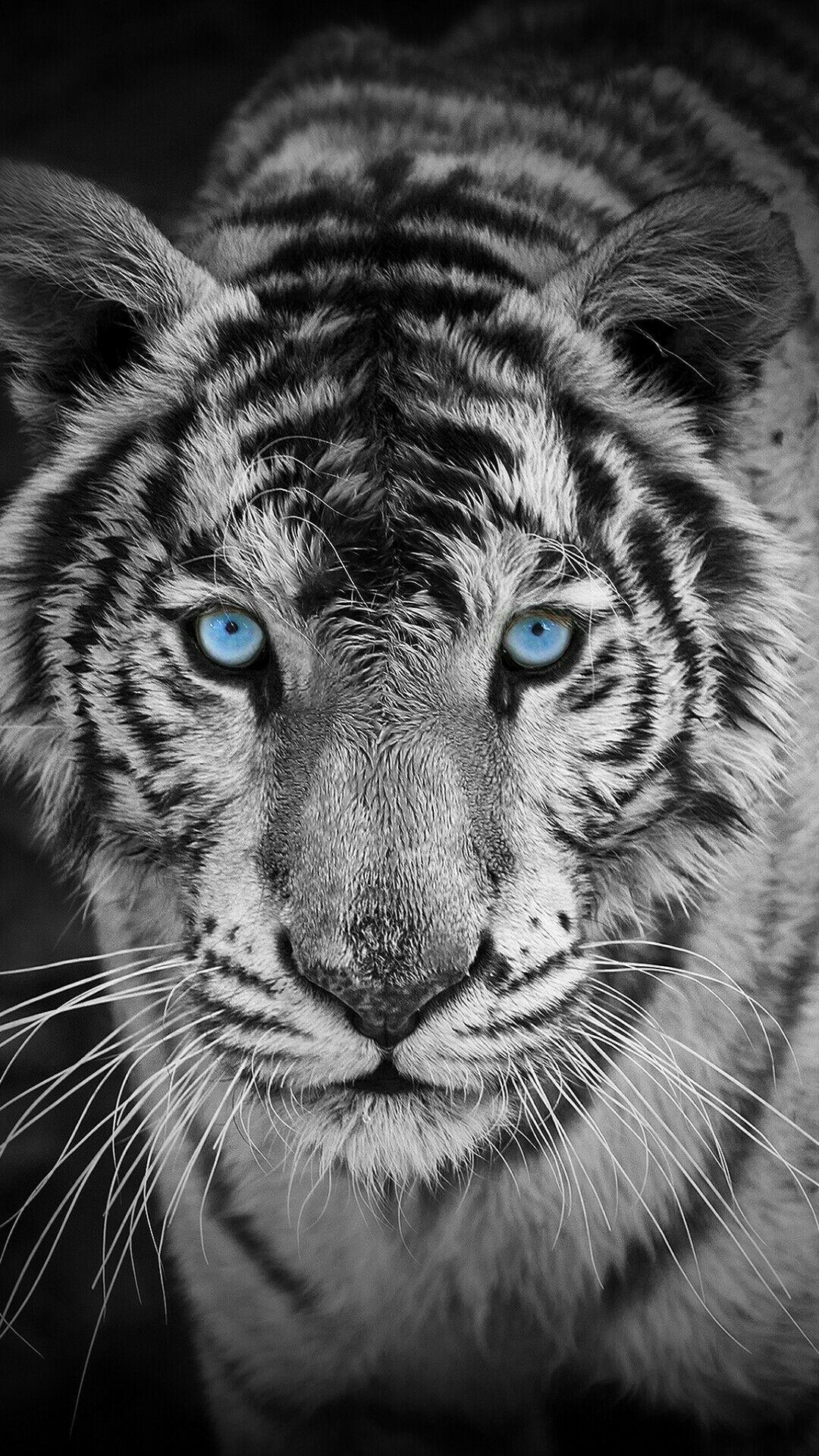 1080x1920 White And Black Animals Wallpaper