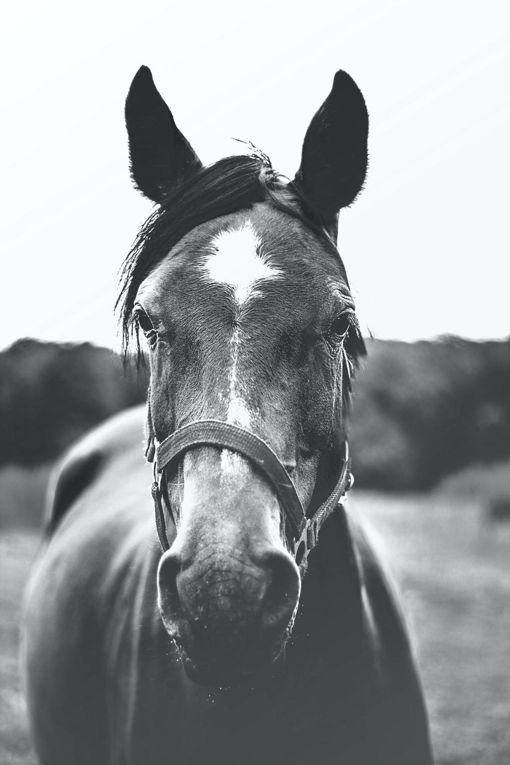 1000x1500 Animals Black And White Picture. Download Free Image