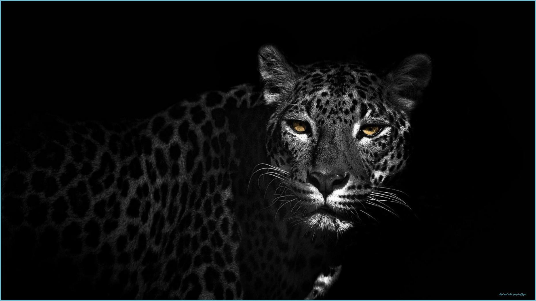 1862x1047 Black And White Animal Wallpaper Free Black And White And White Animal Wallpaper