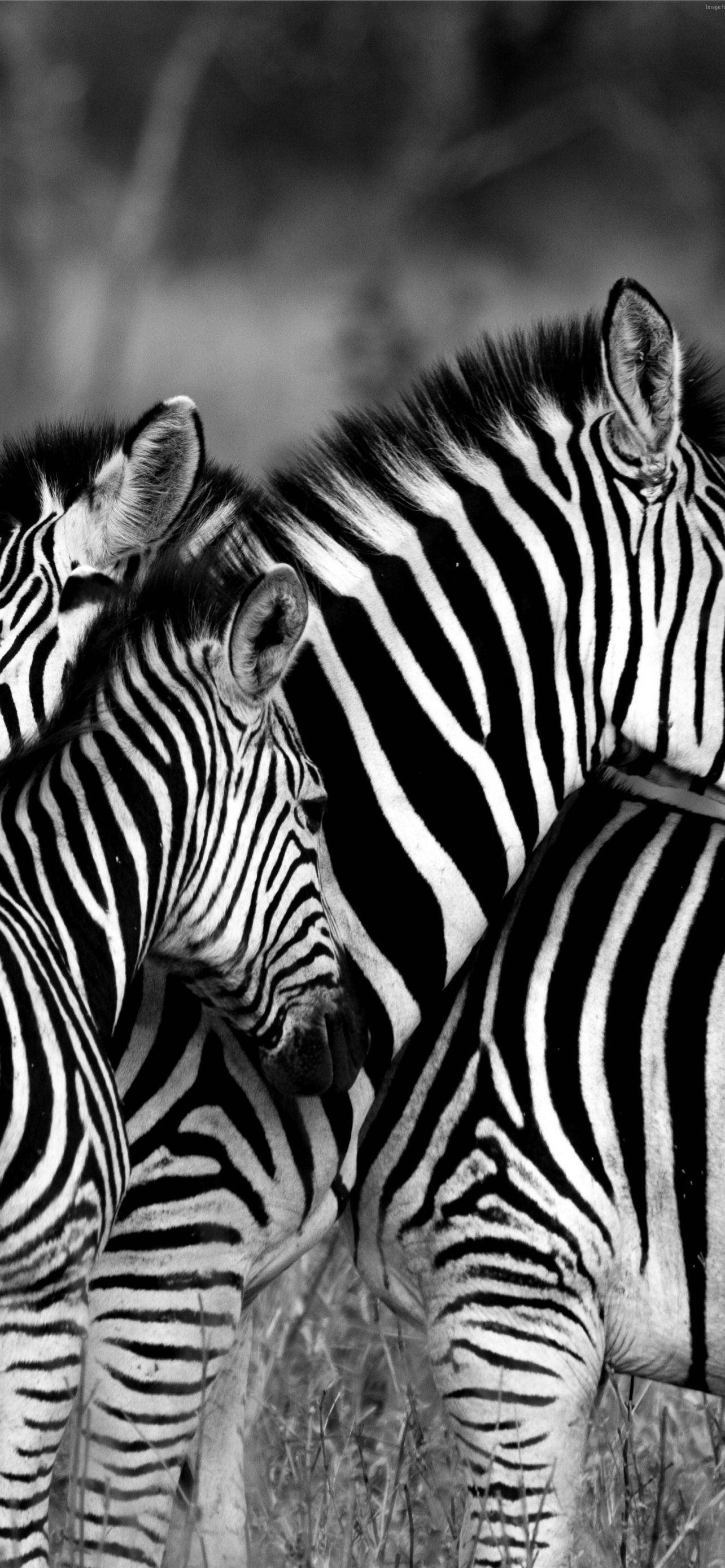 1284x2778 Best Zebras iPhone HD Wallpaper
