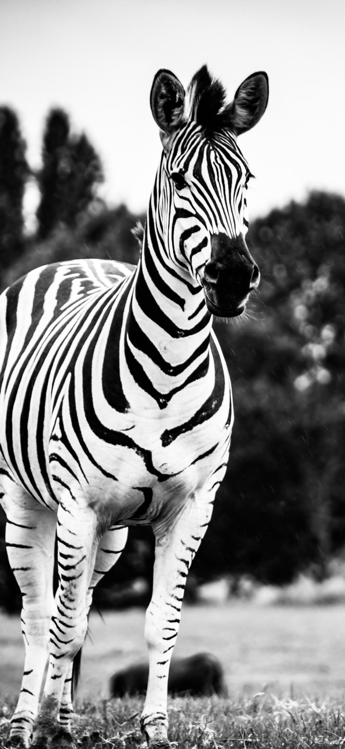 1125x2436 Zebra Black And White 4k 5k iPhone XS, iPhone iPhone X HD 4k Wallpaper, Image, Background, Photo and Picture