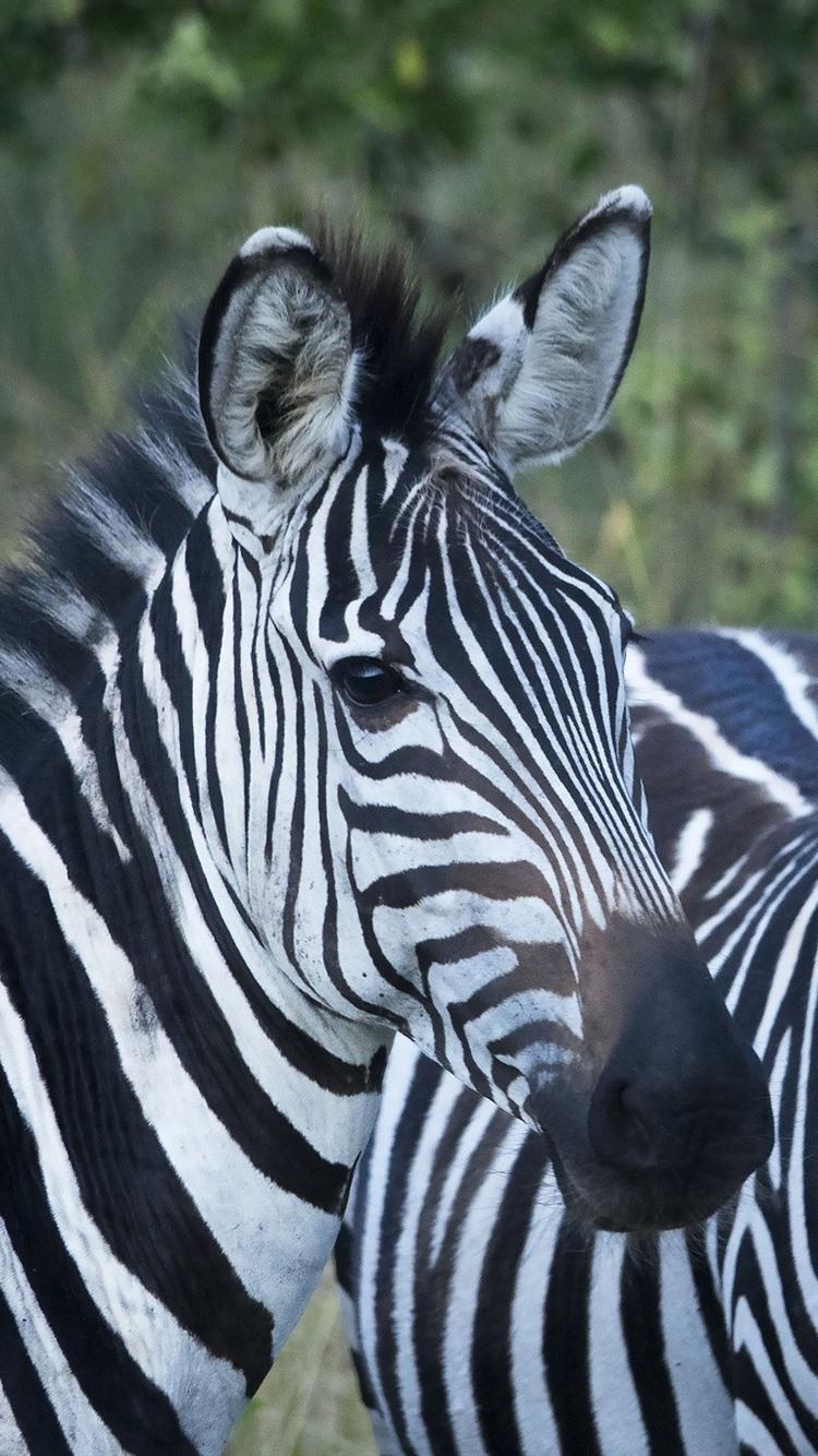 750x1334 Two Zebras 750x1334 IPhone 8 7 6 6S Wallpaper, Background, Picture, Image