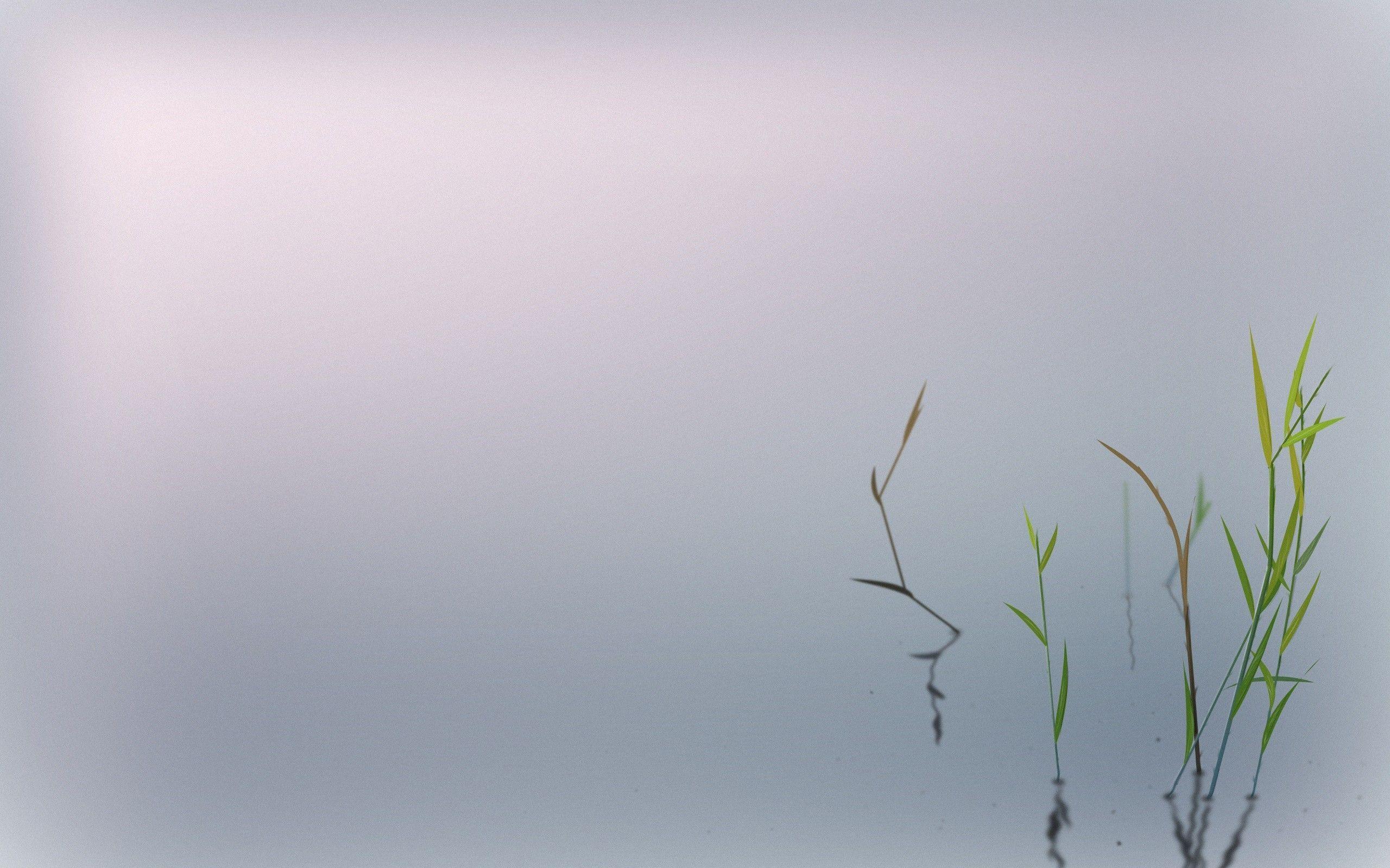 2560x1600 Minimalist Zen Wallpaper