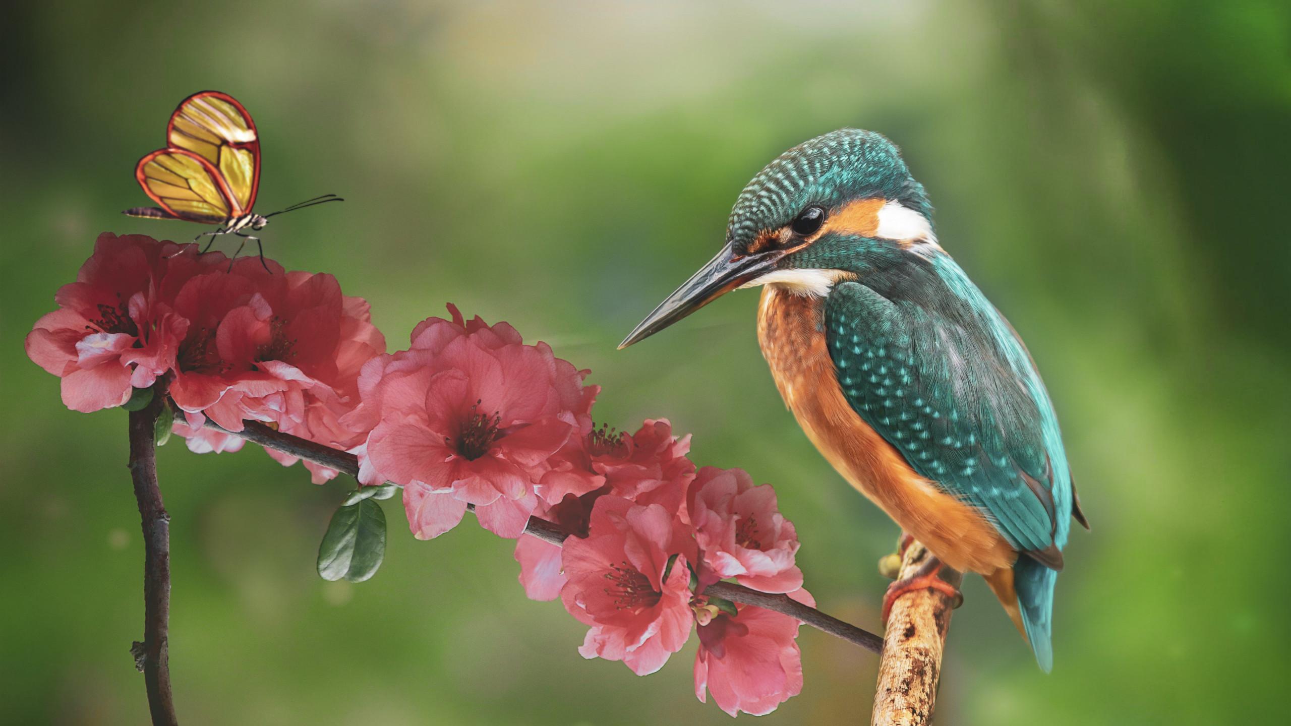 2560x1440 Download wallpaper: Kingfisher and the butterfly 2560x1440