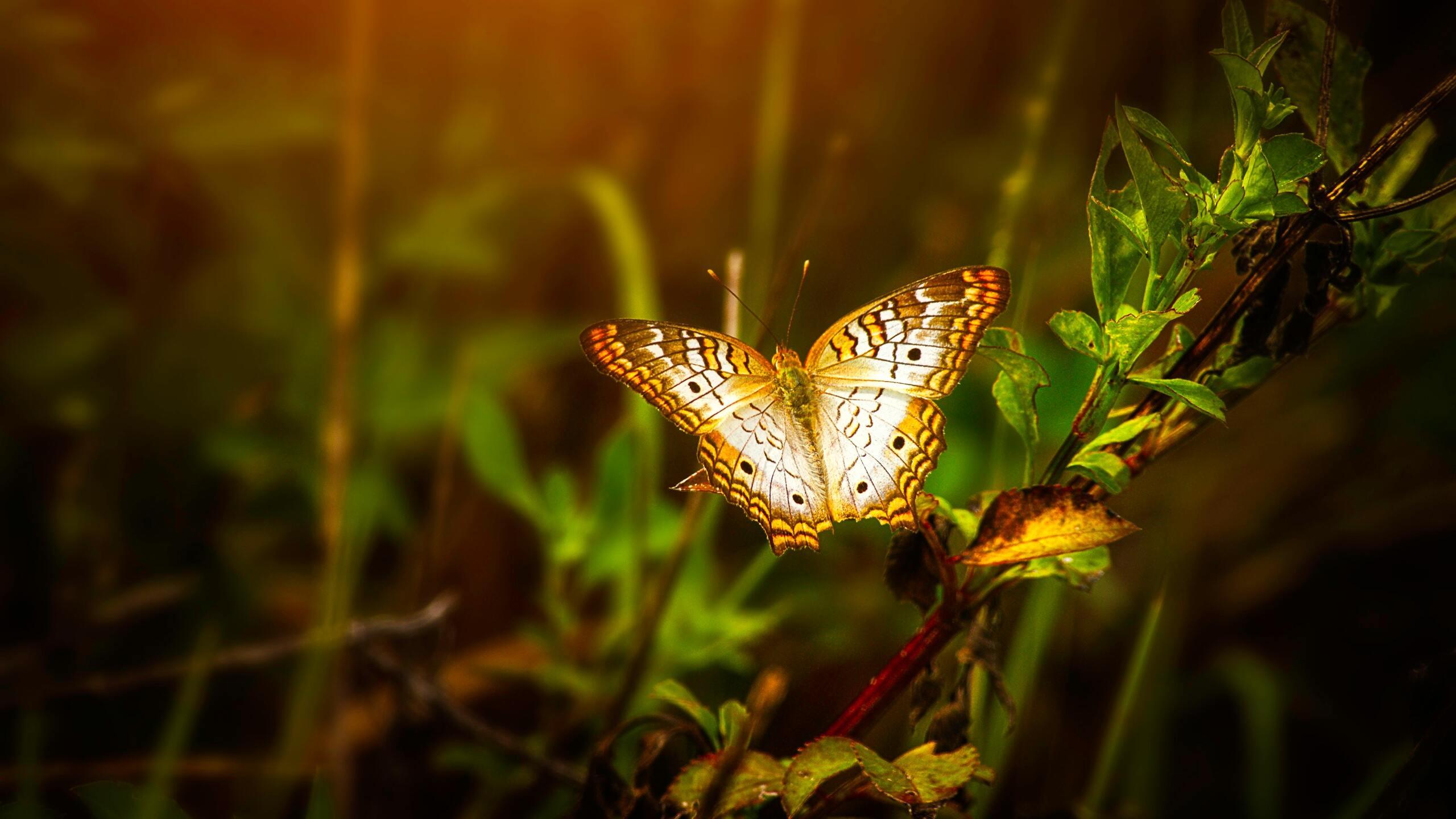 2560x1440 Butterfly On Leaf 1440P Resolution HD 4k Wallpaper, Image, Background, Photo and Picture