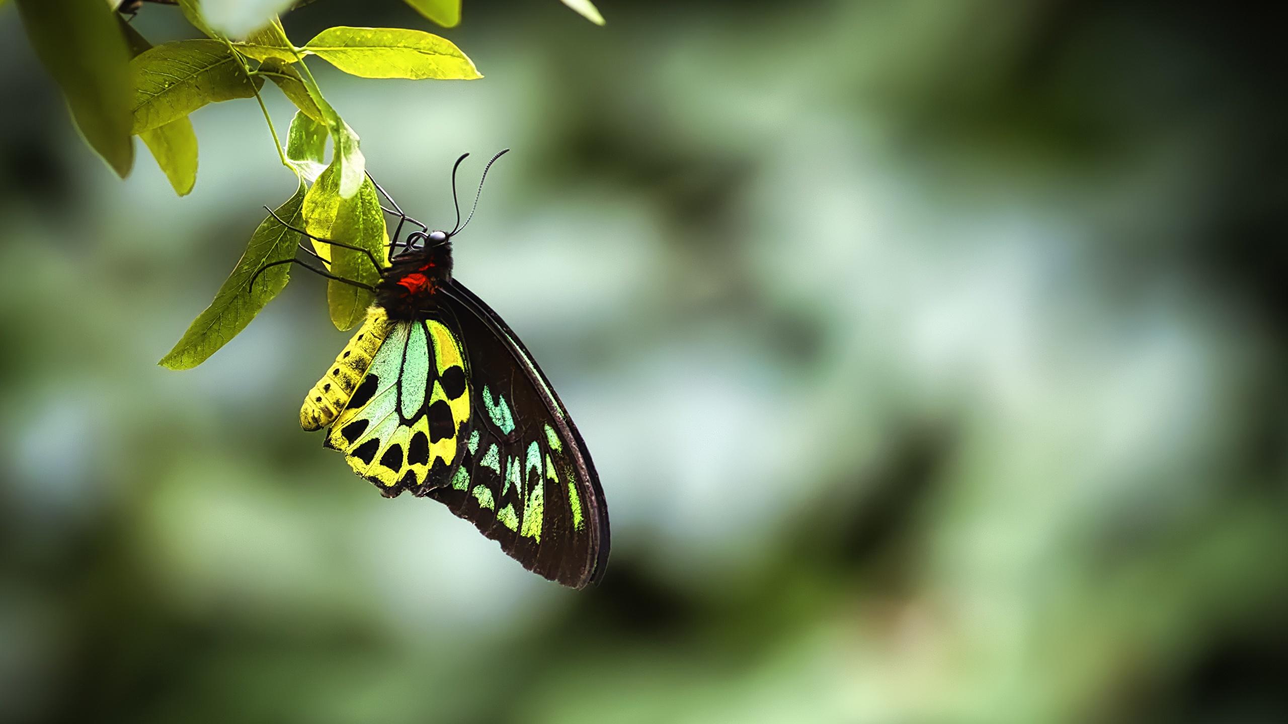 2560X1440 Butterfly Wallpapers - Top Free 2560X1440 Butterfly ...