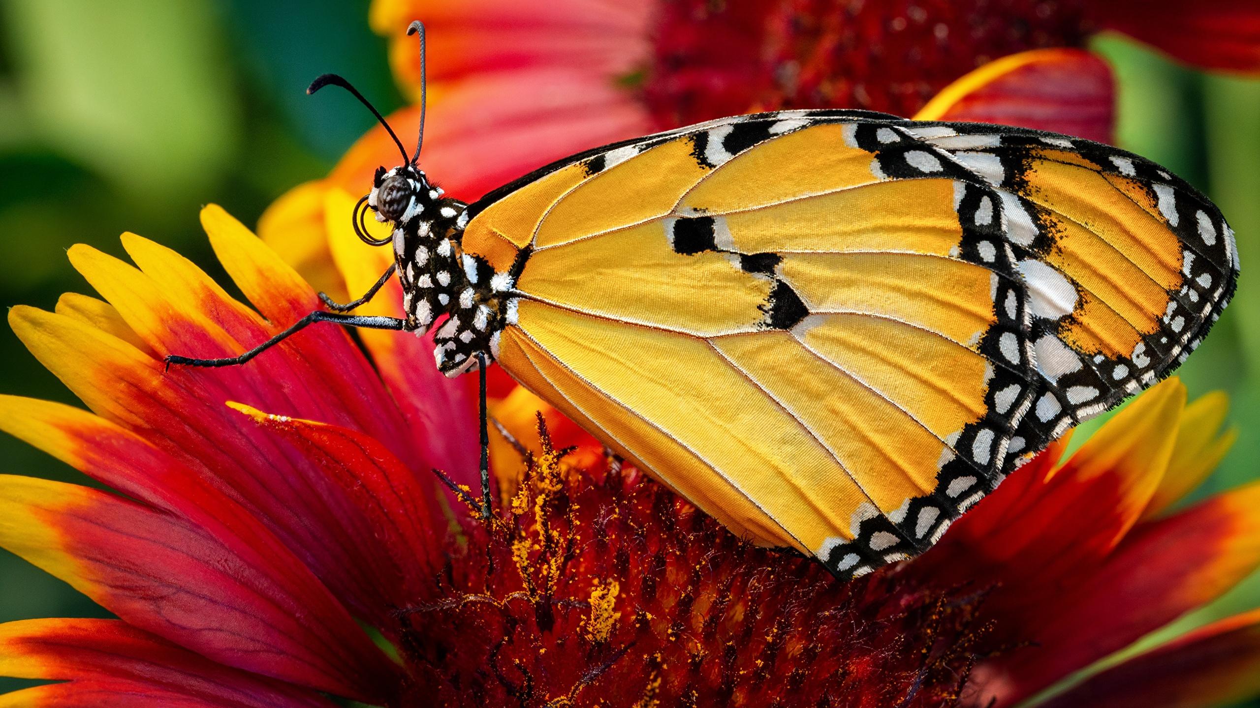 2560x1440 Wallpaper Monarch butterfly Butterflies Closeup Animals 2560x1440