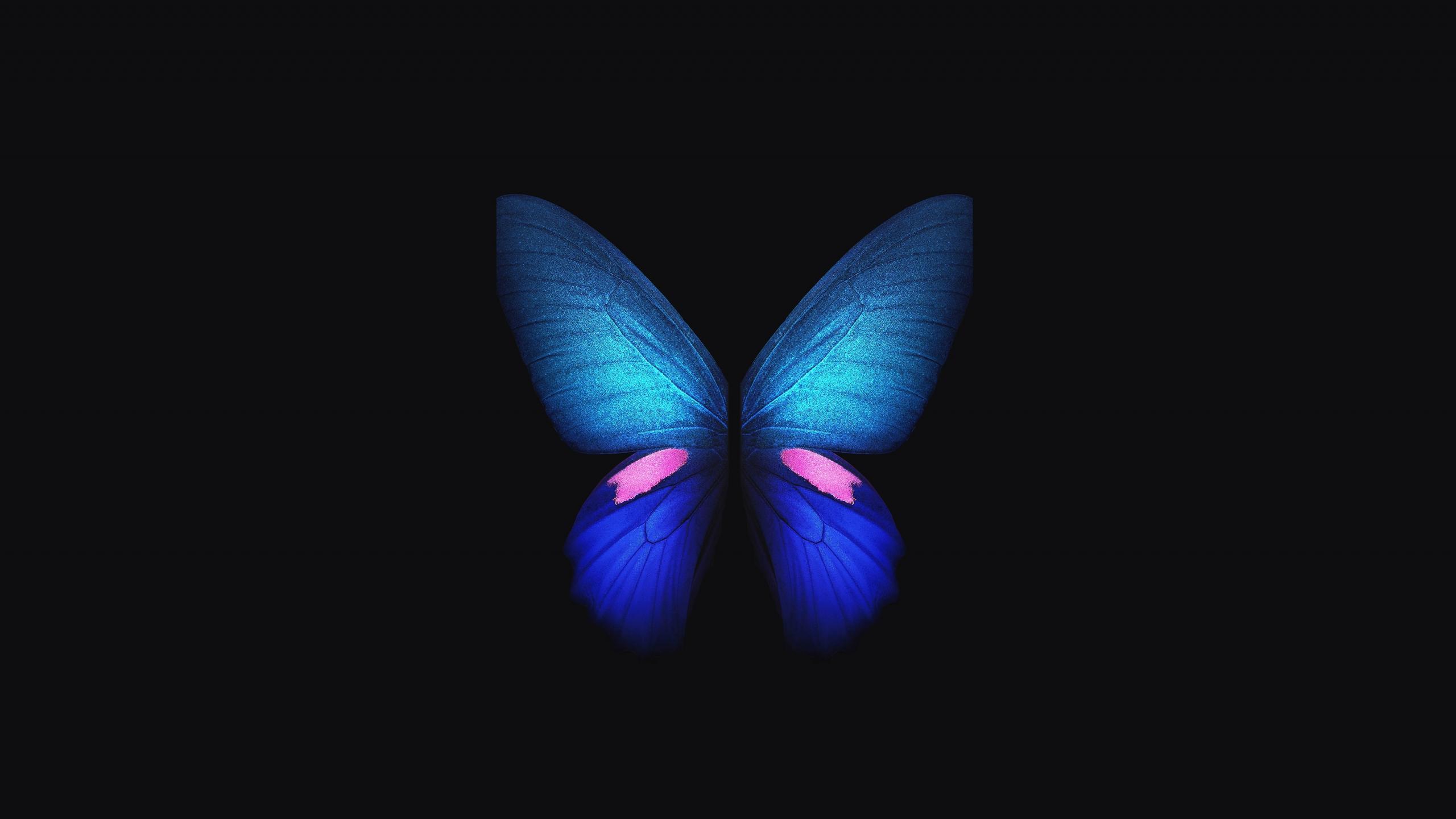 2560X1440 Butterfly Wallpapers - Top Free 2560X1440 Butterfly ...