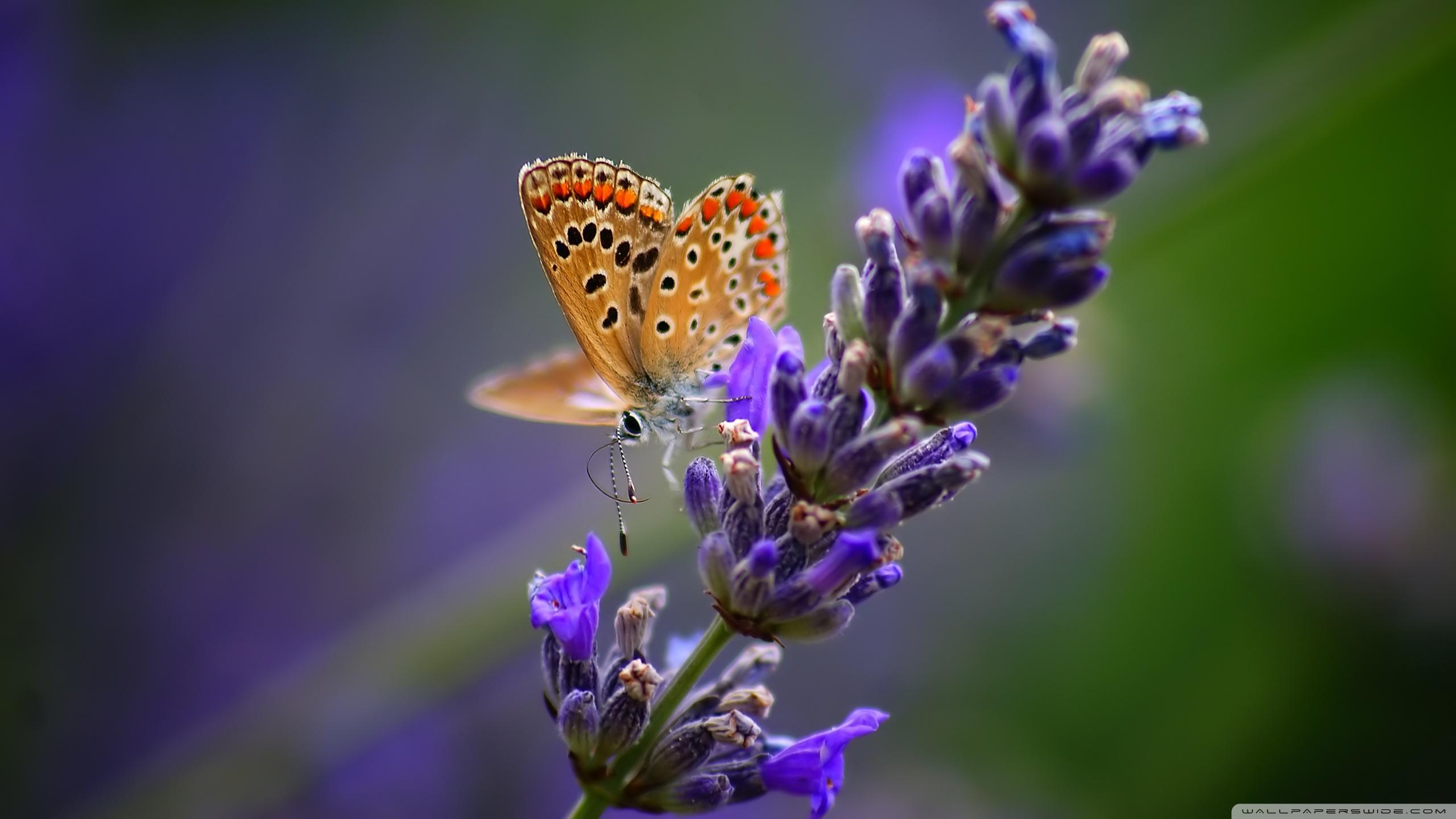 2560x1440 Butterfly Wallpaper 43 - [2560 x 1440]