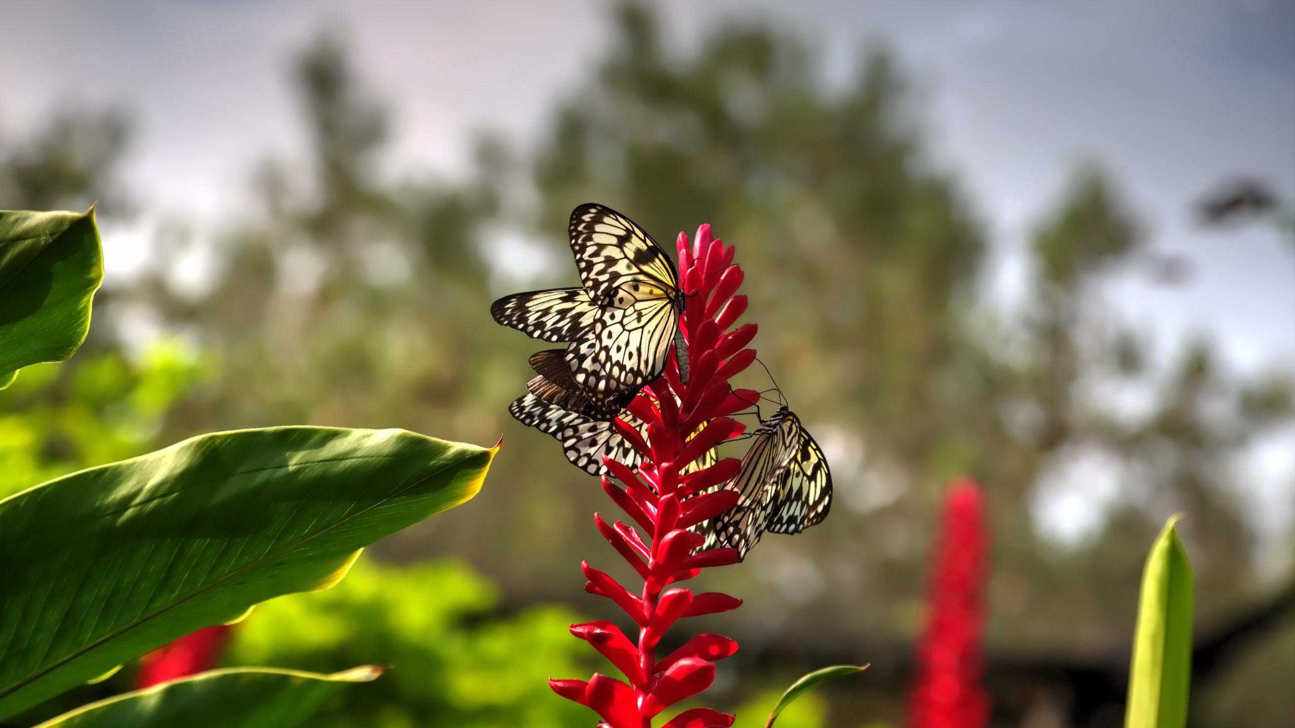 2560x1440 Download wallpaper: Butterflies on red flowers 2560x1440