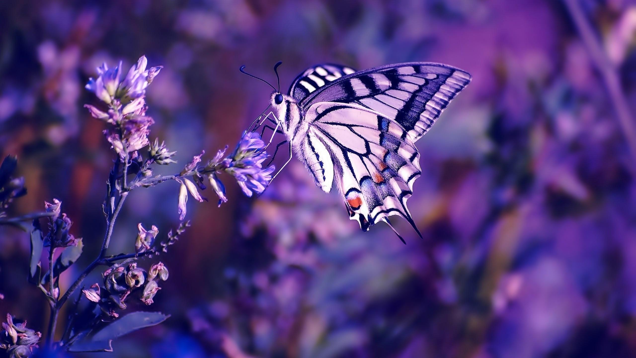 2560x1440 Download 2560x1440 Butterfly, Blurred, Insects, Purple Flowers Wallpaper for iMac 27 inch