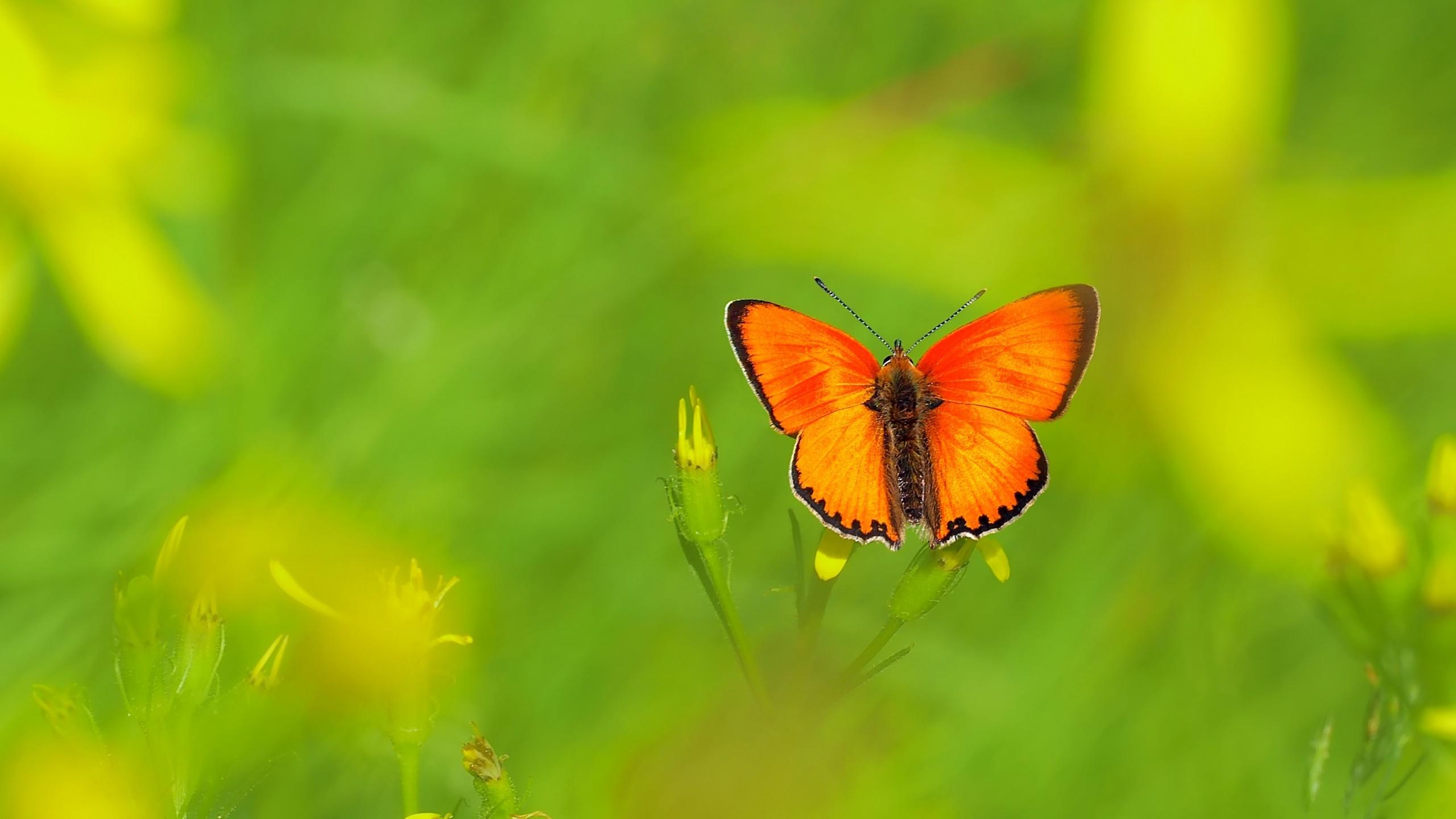 2560x1440 Orange Butterfly HD Wallpaper