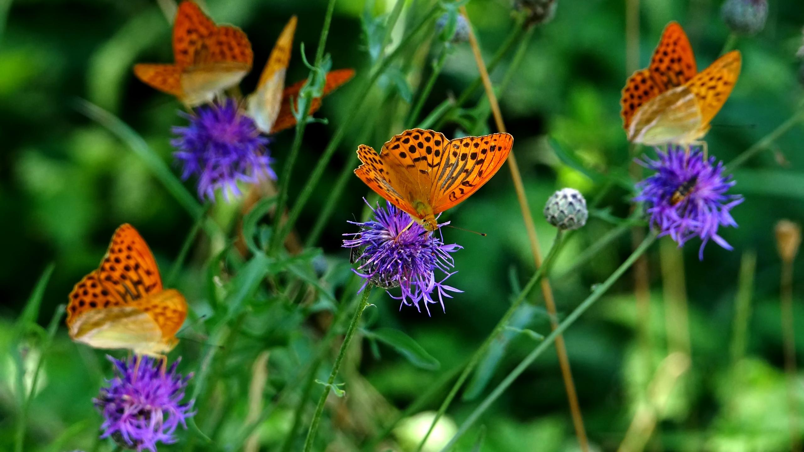 2560x1440 Download 2560x1440 wallpaper orange butterfly, insects, meadow, spring, dual wide, widescreen 16: widescreen, 2560x1440 HD image, background, 1948