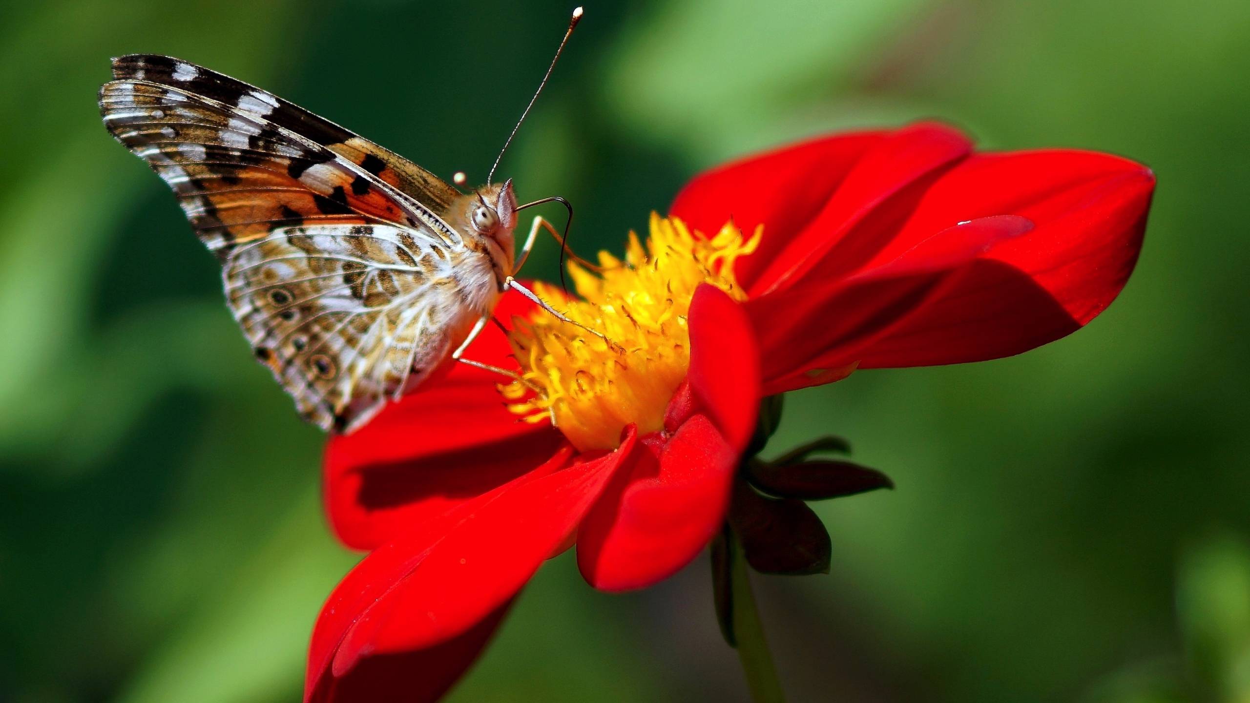 2560x1440 dahlia, butterfly, flower 1440P Resolution Wallpaper, HD Macro 4K Wallpaper, Image, Photo and Background