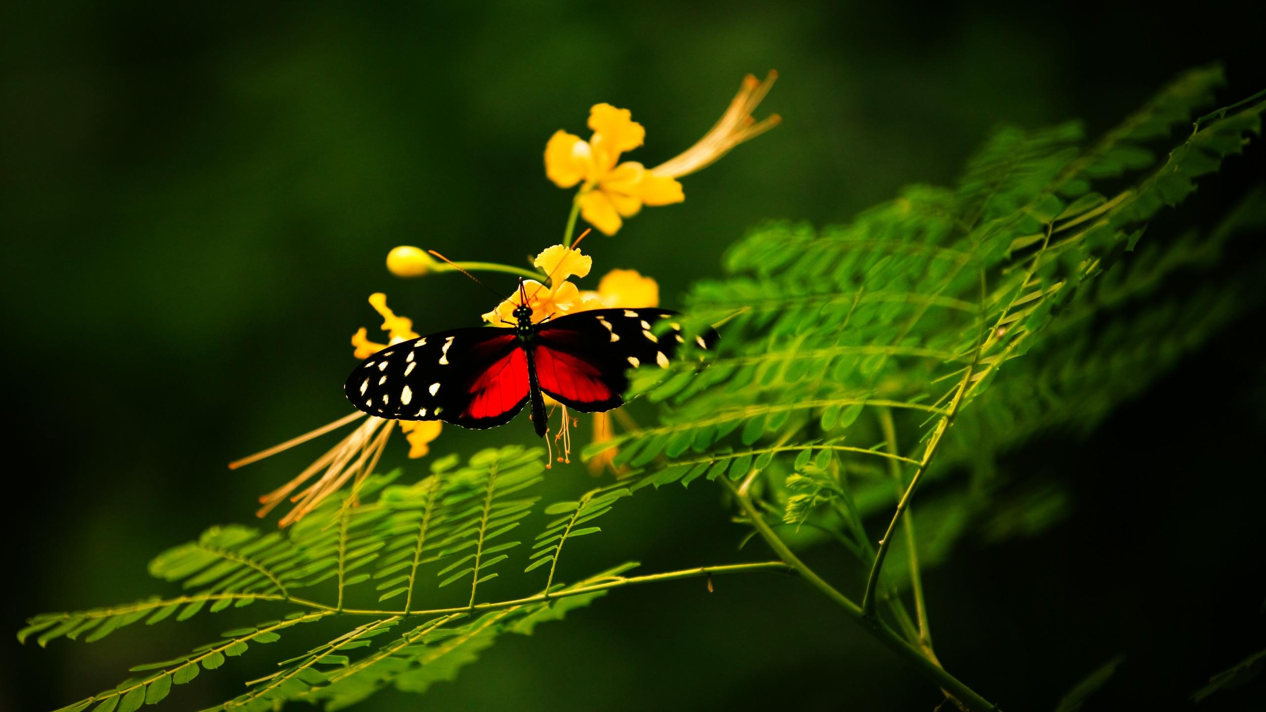 2560x1440 Beautiful Butterfly Alone 2560x1440 HDTV Wallpaper