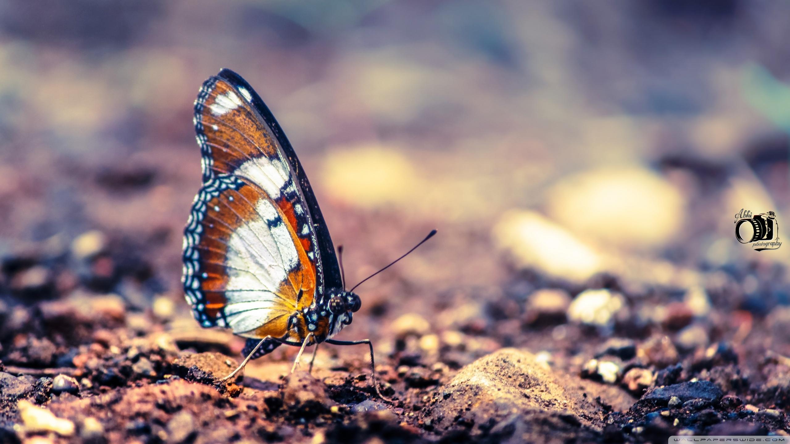 2560x1440 Monarch Butterfly Wallpaper High Resolution