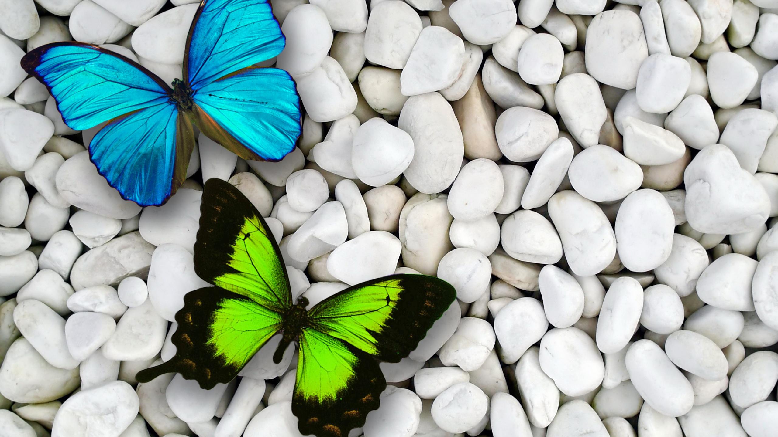 2560x1440 Blue & Green Butterfly desktop PC and Mac wallpaper