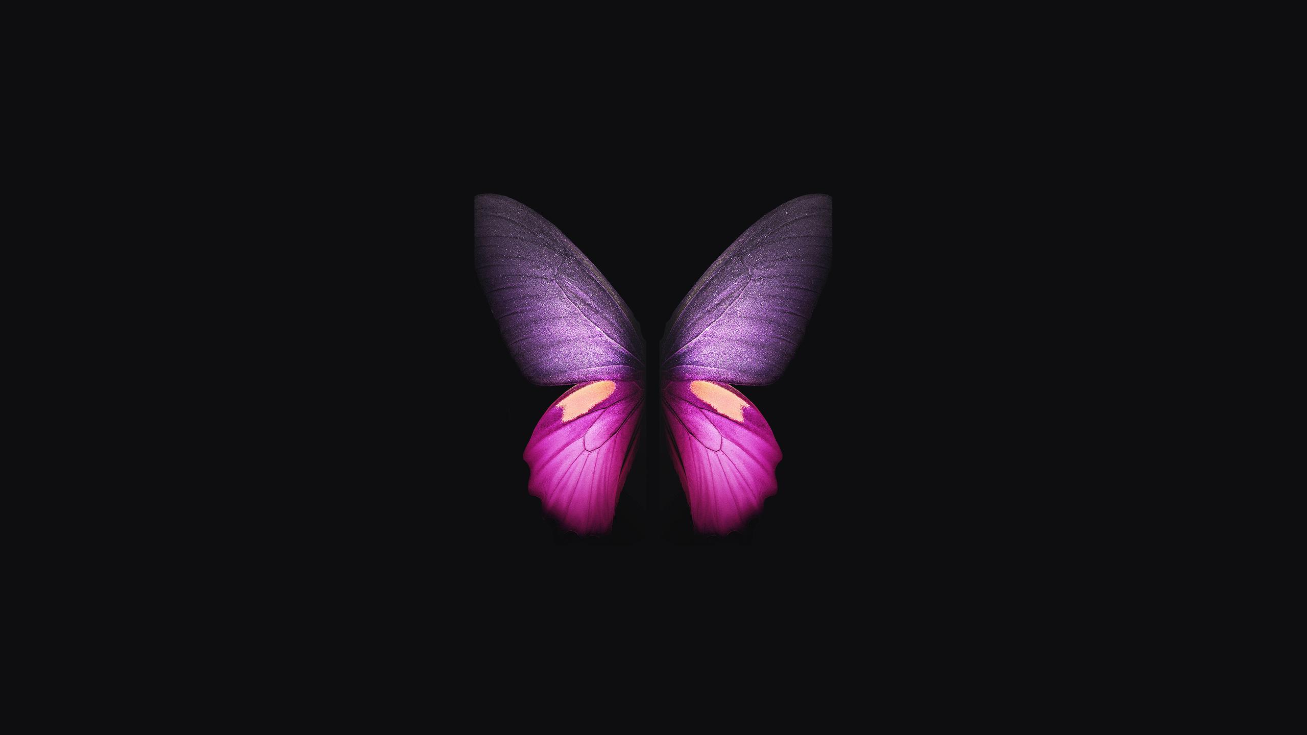 2560x1440 Butterfly Wallpapers Top Free 2560x1440 Butterfly