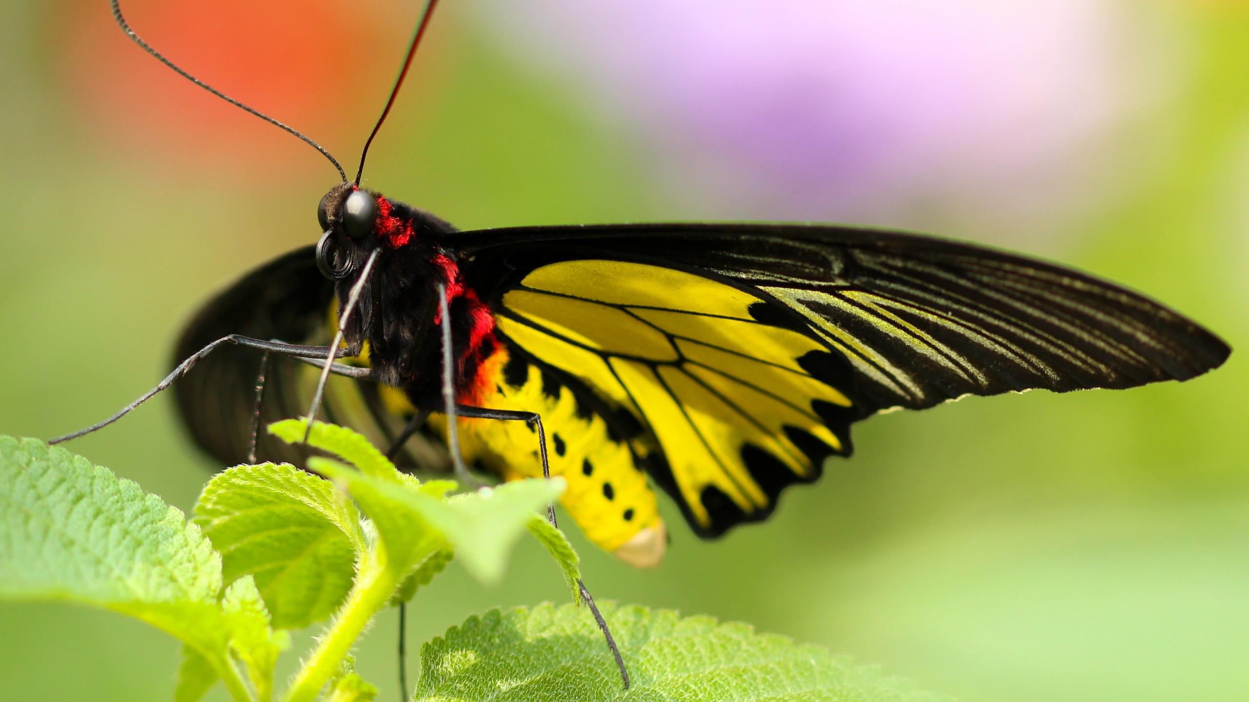 2560x1440 Download 2560x1440 Butterfly, Macro, Insects, Leaf Wallpaper for iMac 27 inch