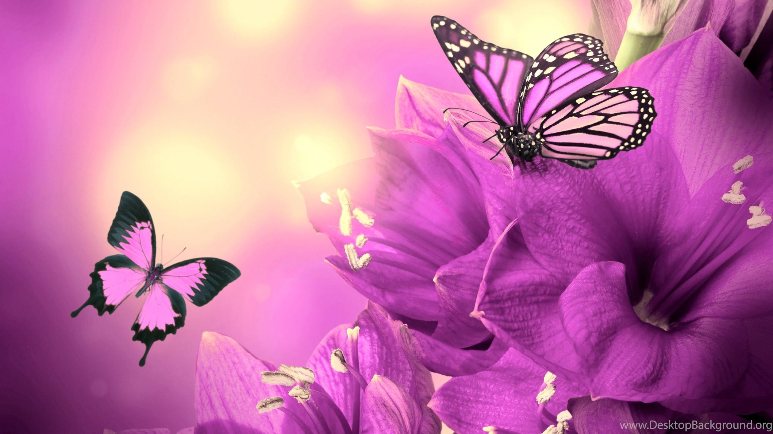 2560x1440 Purple Butterfly Wallpaper 7032 HD Wallpaper Site Desktop Background