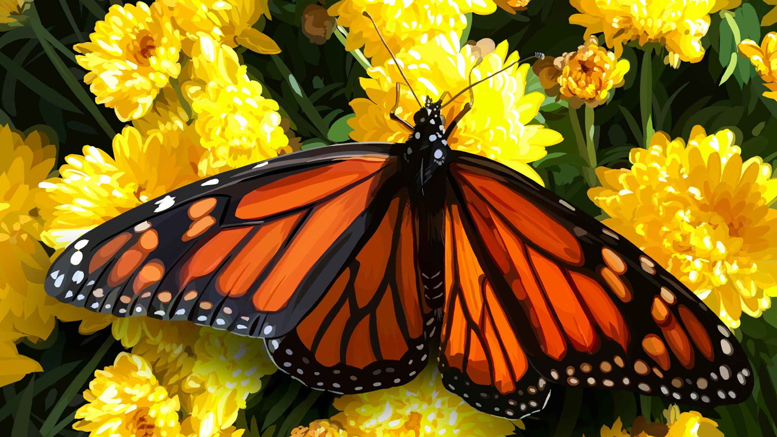 2560x1440 Image Monarch butterfly Butterflies animal Closeup 2560x1440
