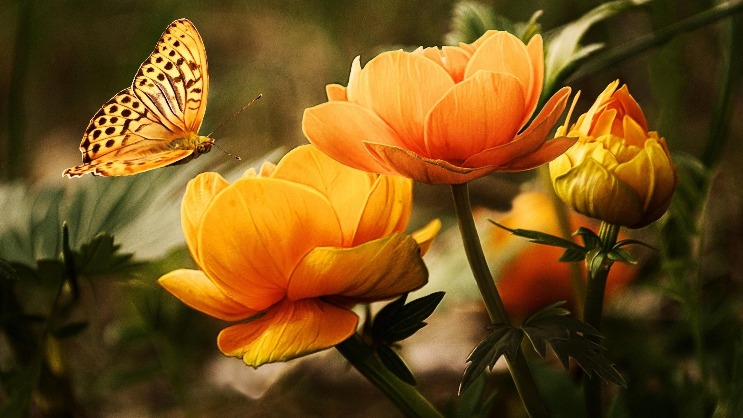 2560x1440 Beautiful Butterfly HD wallpaper
