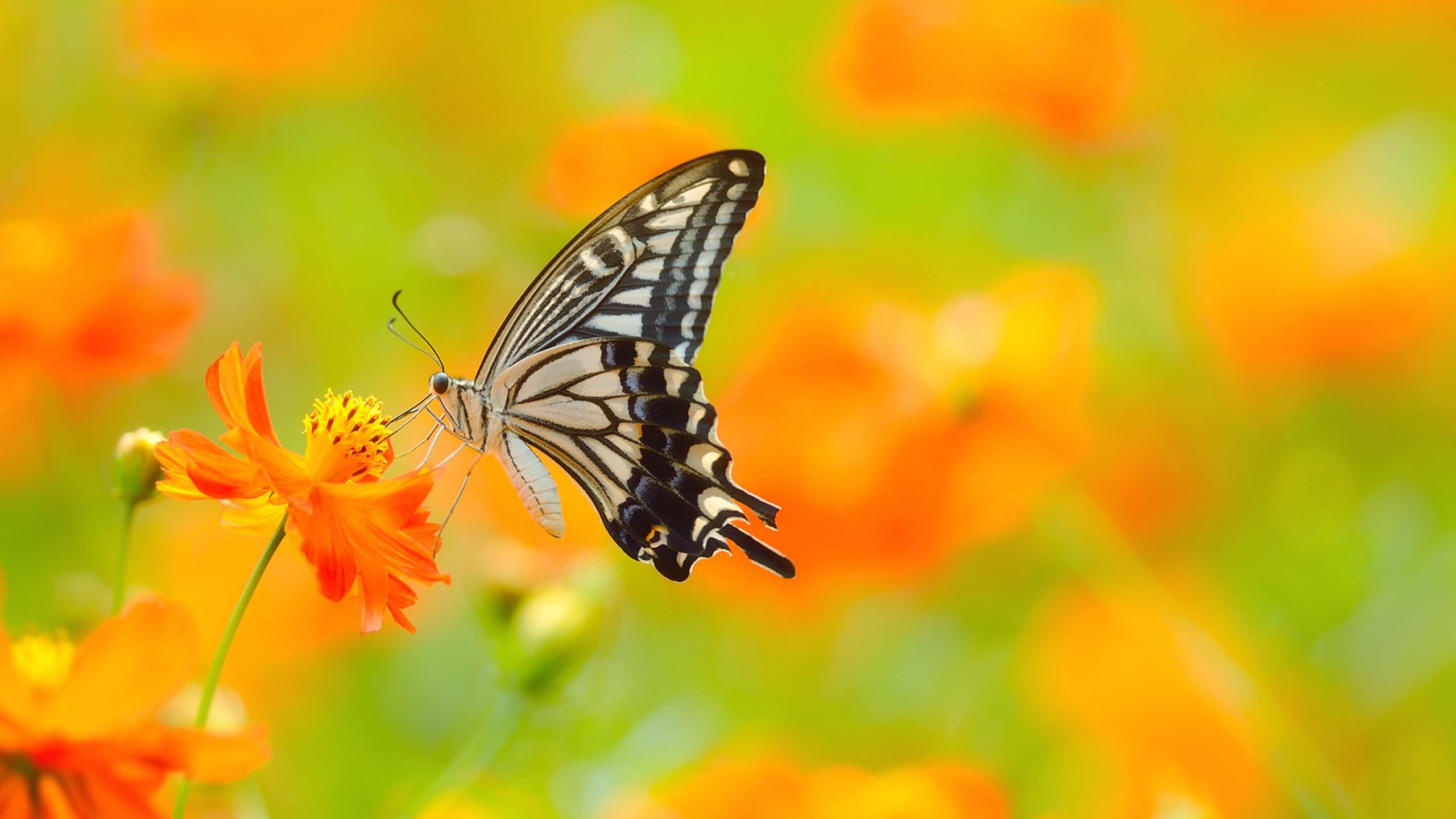 2560x1440 Wallpaper butterfly, 5k, 4k wallpaper, colorful, flowers, yellow, insects, Animals