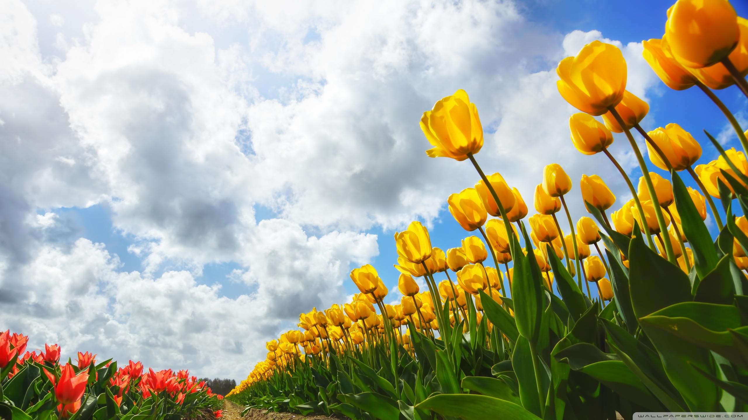 2560X1440 Spring Wallpapers - Top Free 2560X1440 Spring Backgrounds ...