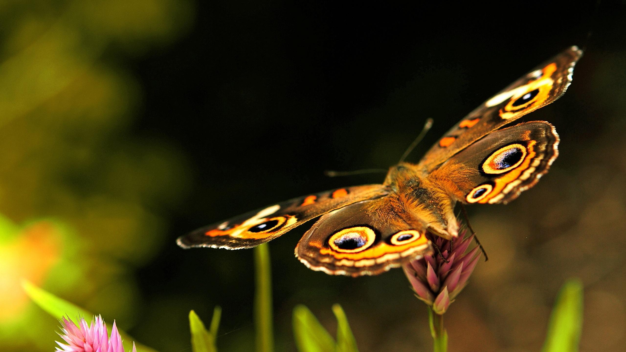 2560x1440 Beautiful Butterfly 7807