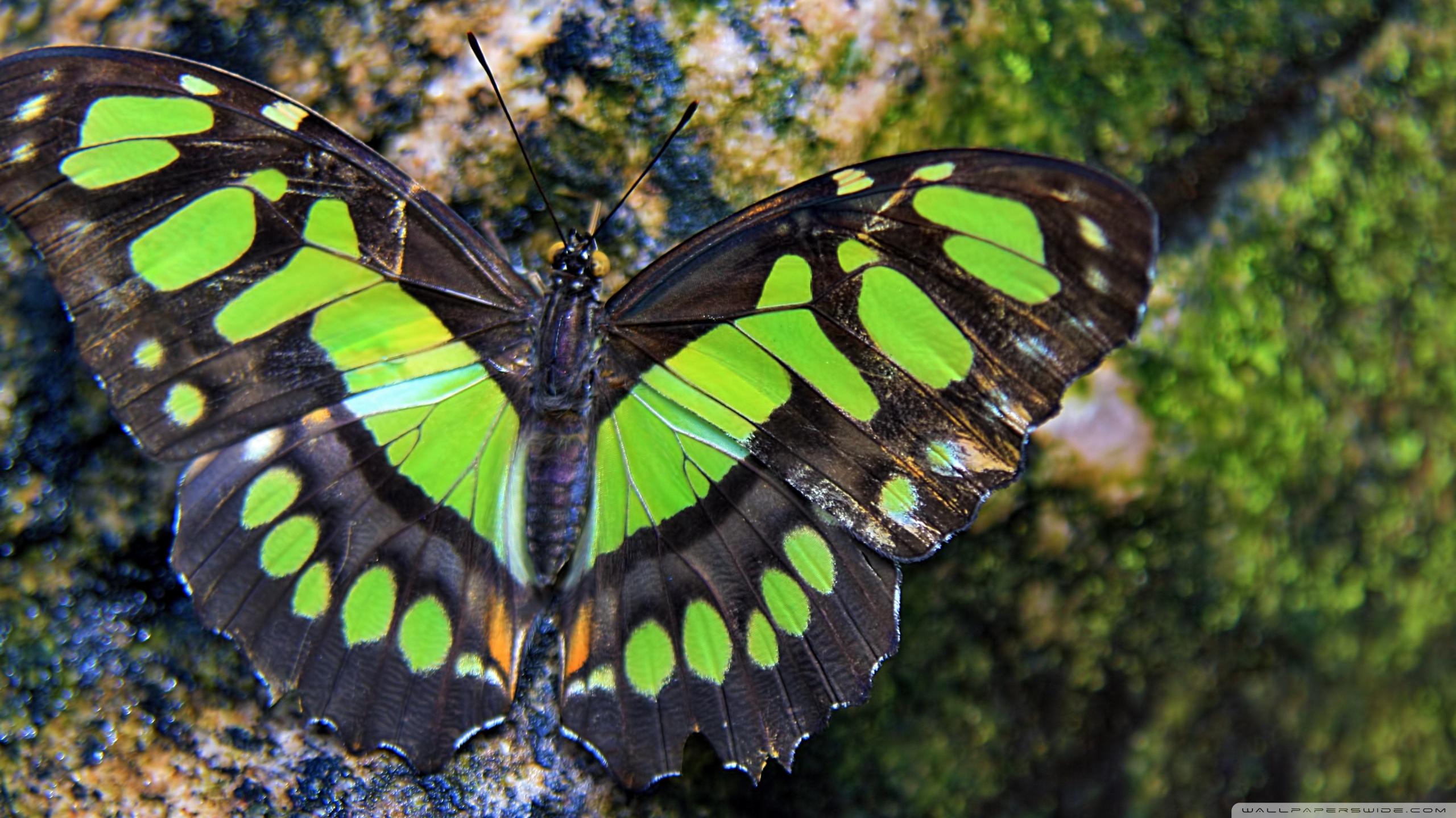 2560x1440 Butterfly Wallpaper:2560x1440