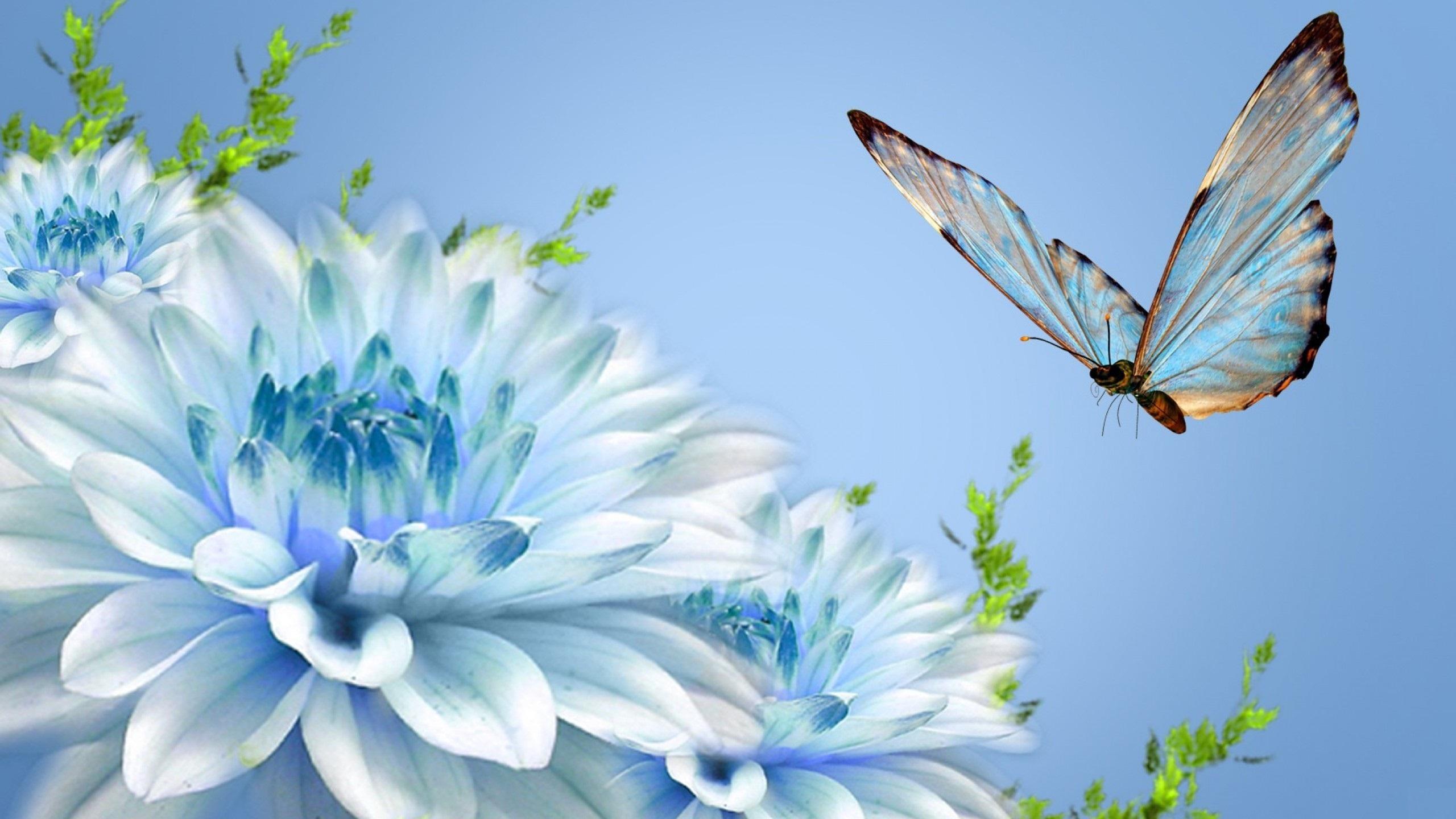 2560x1440 Free download Blue Butterfly Wallpaper HD [2560x1440] for your Desktop, Mobile & Tablet. Explore Beautiful Butterfly Wallpaper Desktop. Beautiful Butterfly Wallpaper, Beautiful Butterfly Wallpaper, Beautiful Butterfly Wallpaper Desktop