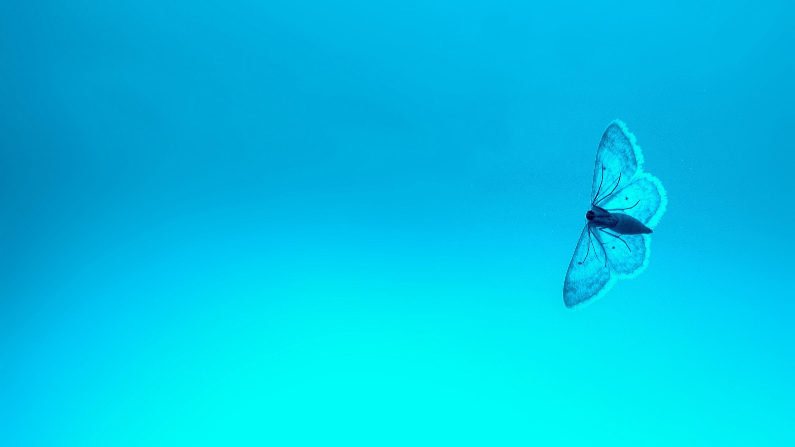 2560x1440 Wallpaper 4k Blue Butterfly 4k Wallpaper